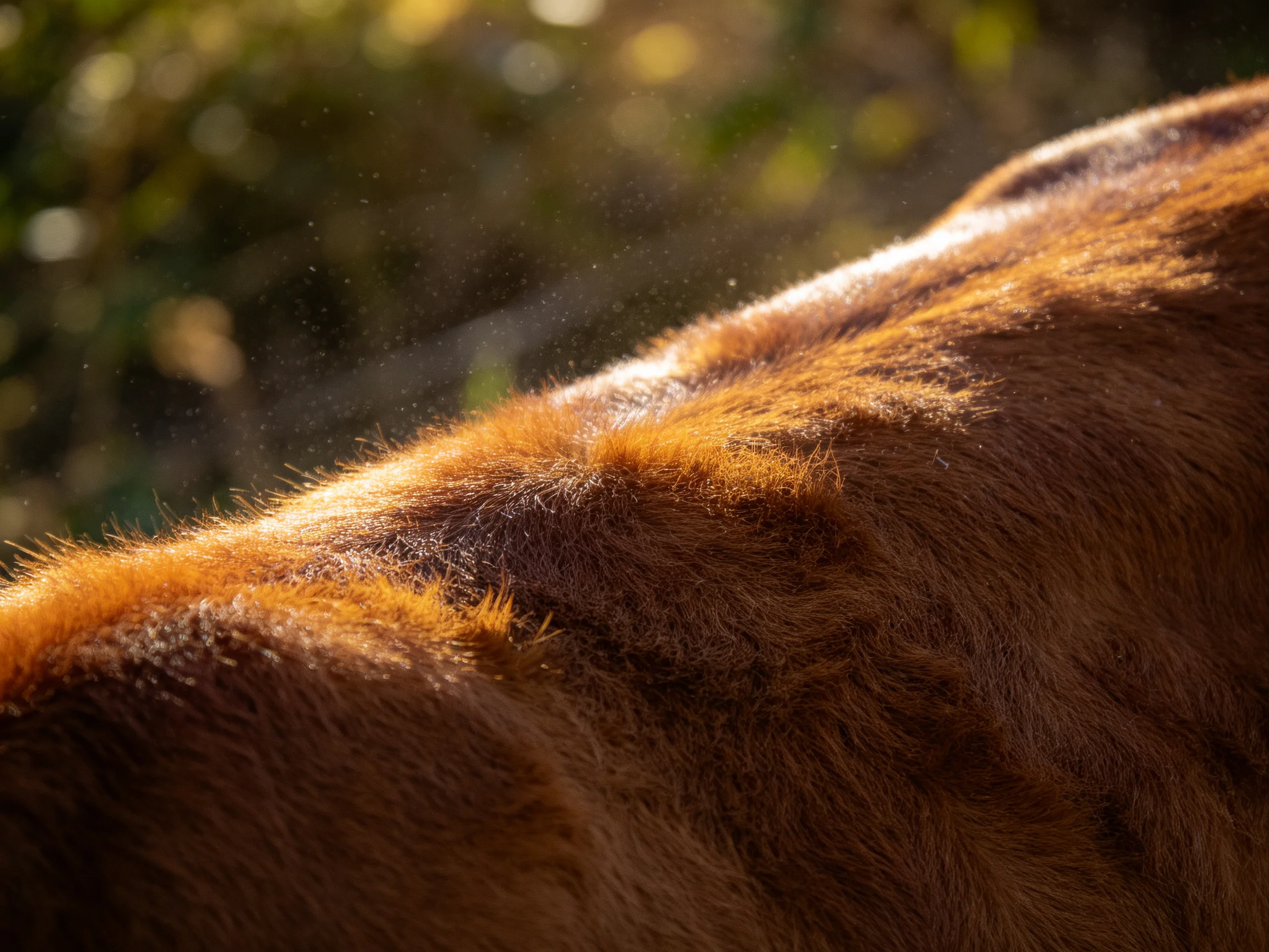 Golden-brown animal fur illuminated by warm sunlight