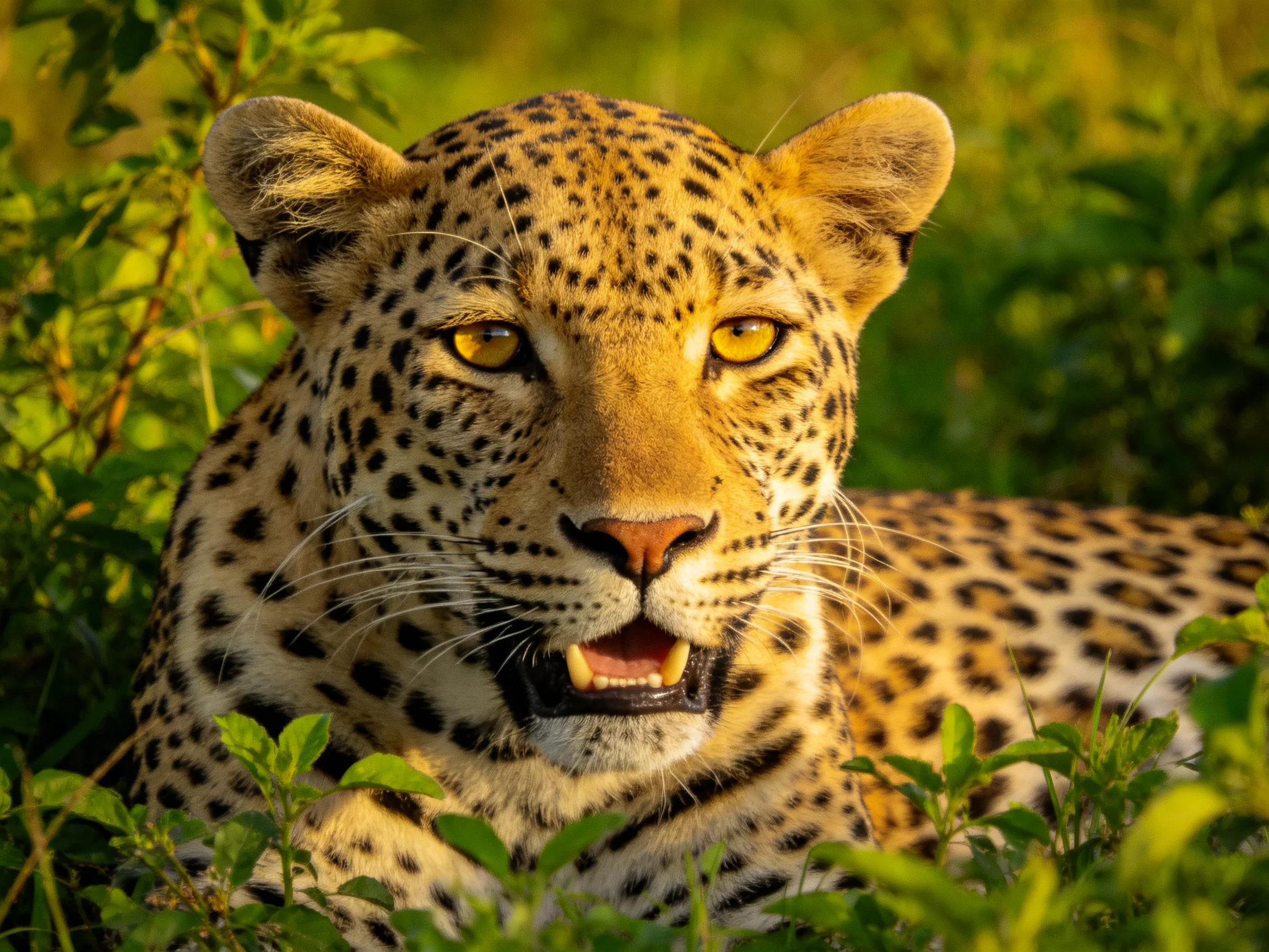 Golden-eyed leopard resting in dense green foliage