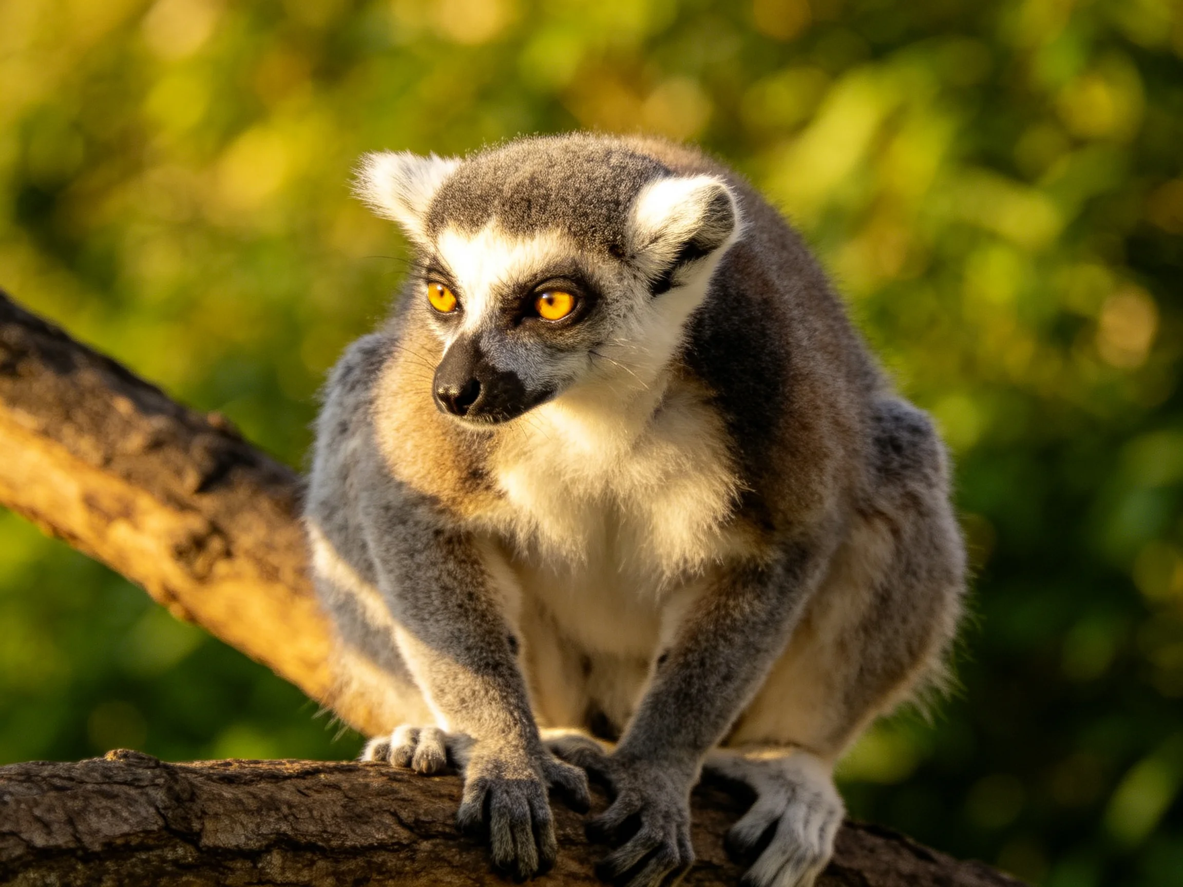 Golden-eyed ring-tailed lemur perched on a tree branch