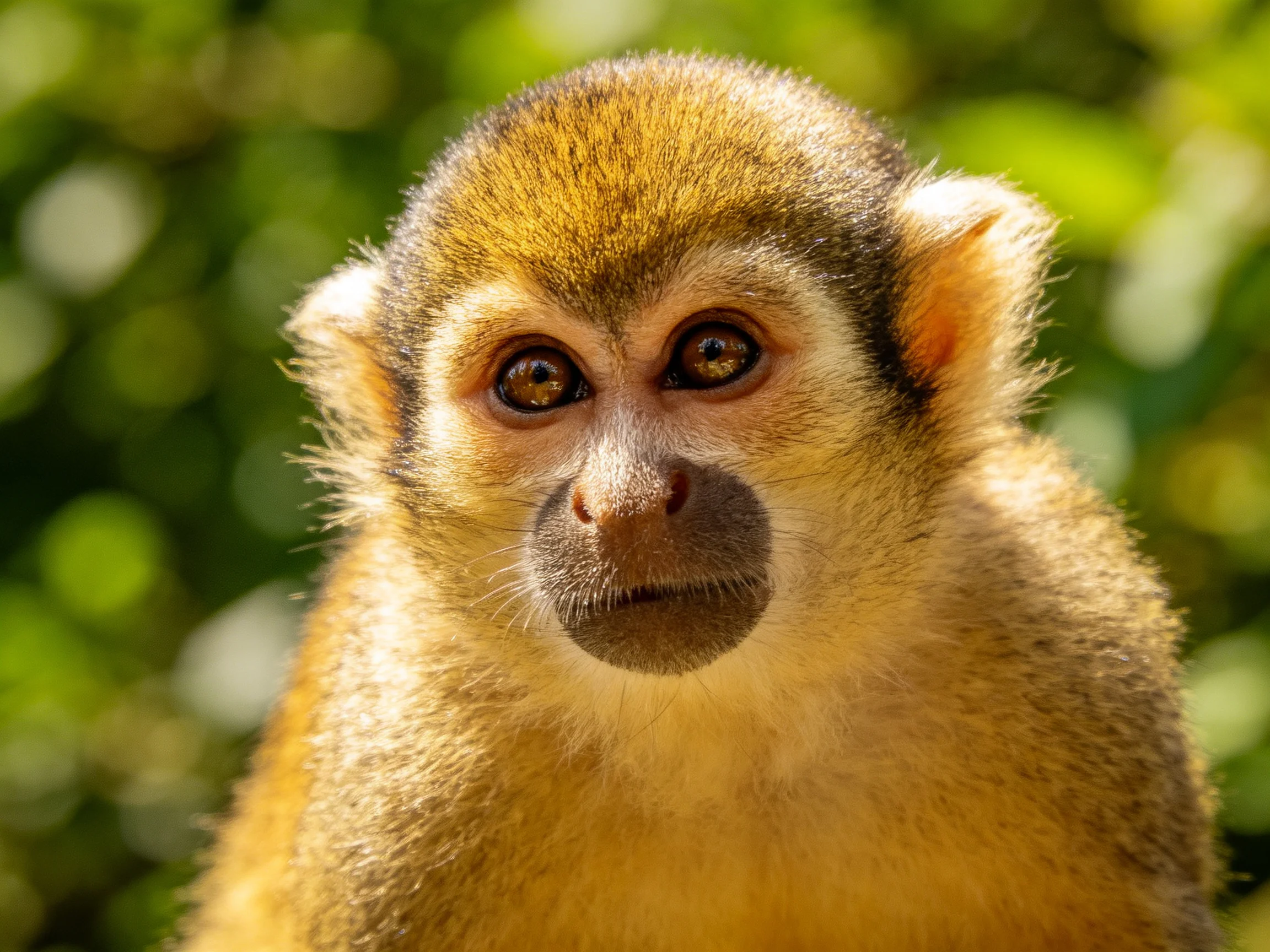 Golden-furred monkey with large brown eyes in green backdrop