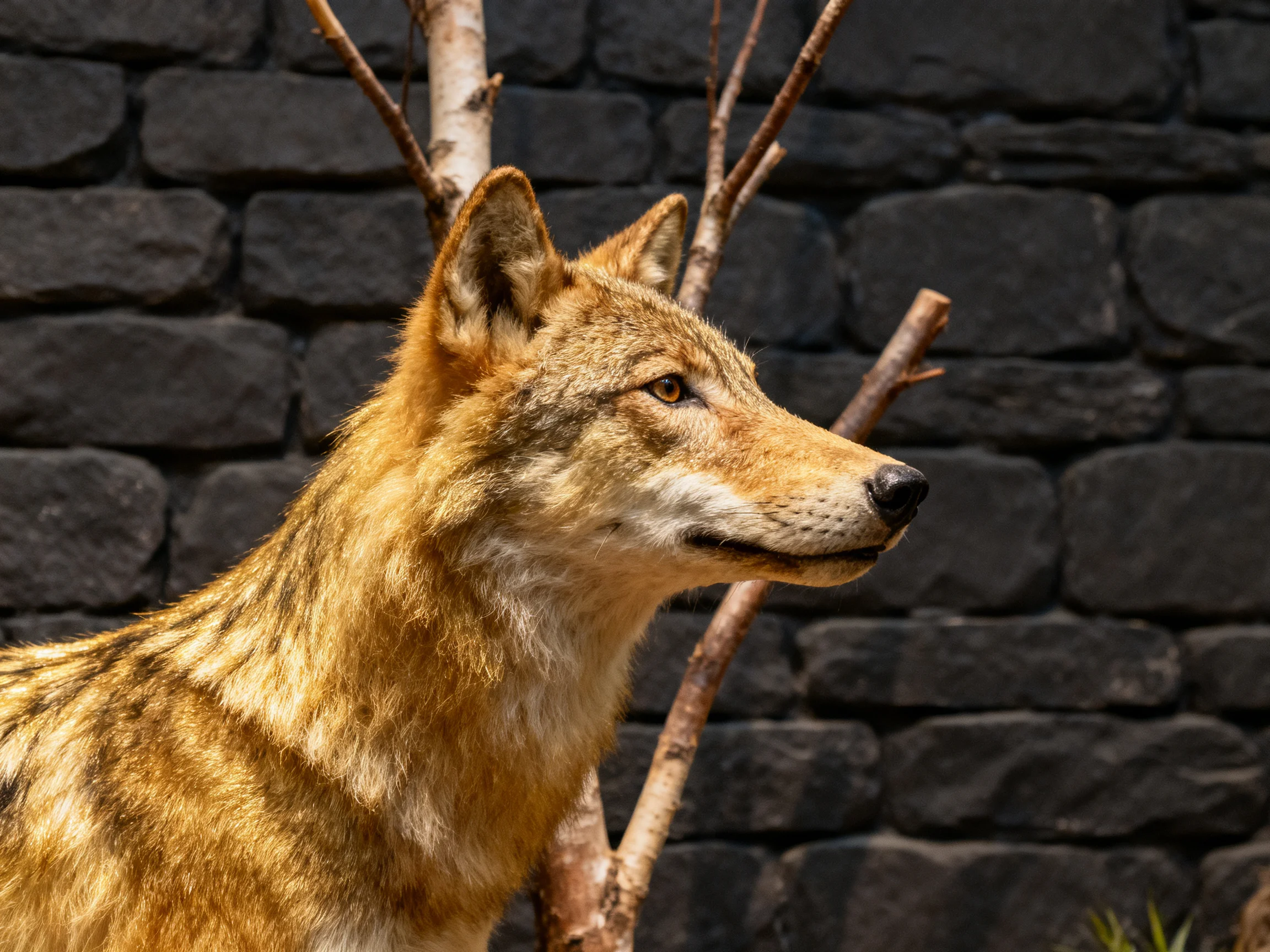 A golden-furred wolf stands before a dark stone wall with branches nearby.