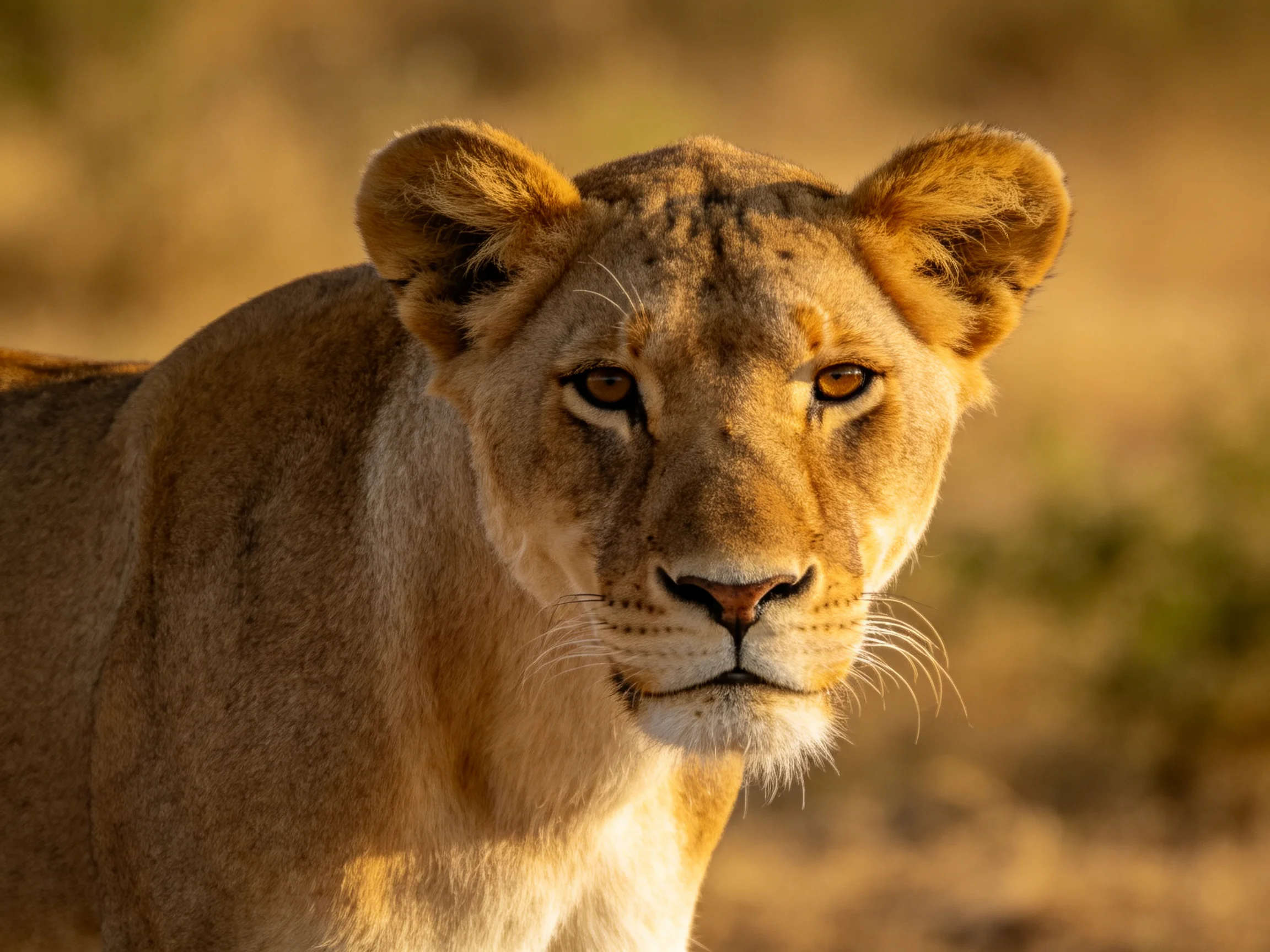 Golden-hued lioness gazes intently in sunlit savannah