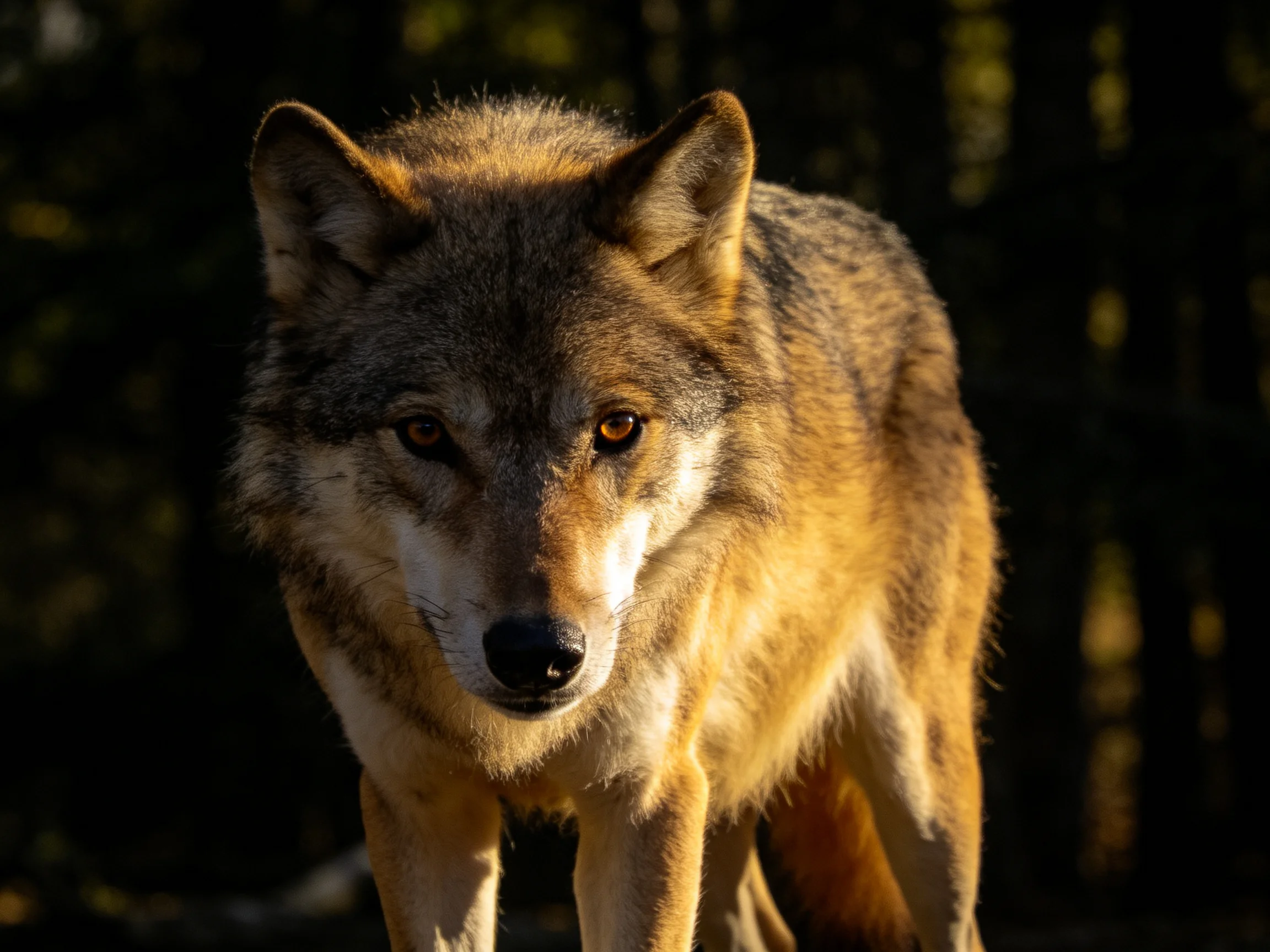 Golden-hued wolf with intense gaze in shadowy forest.
