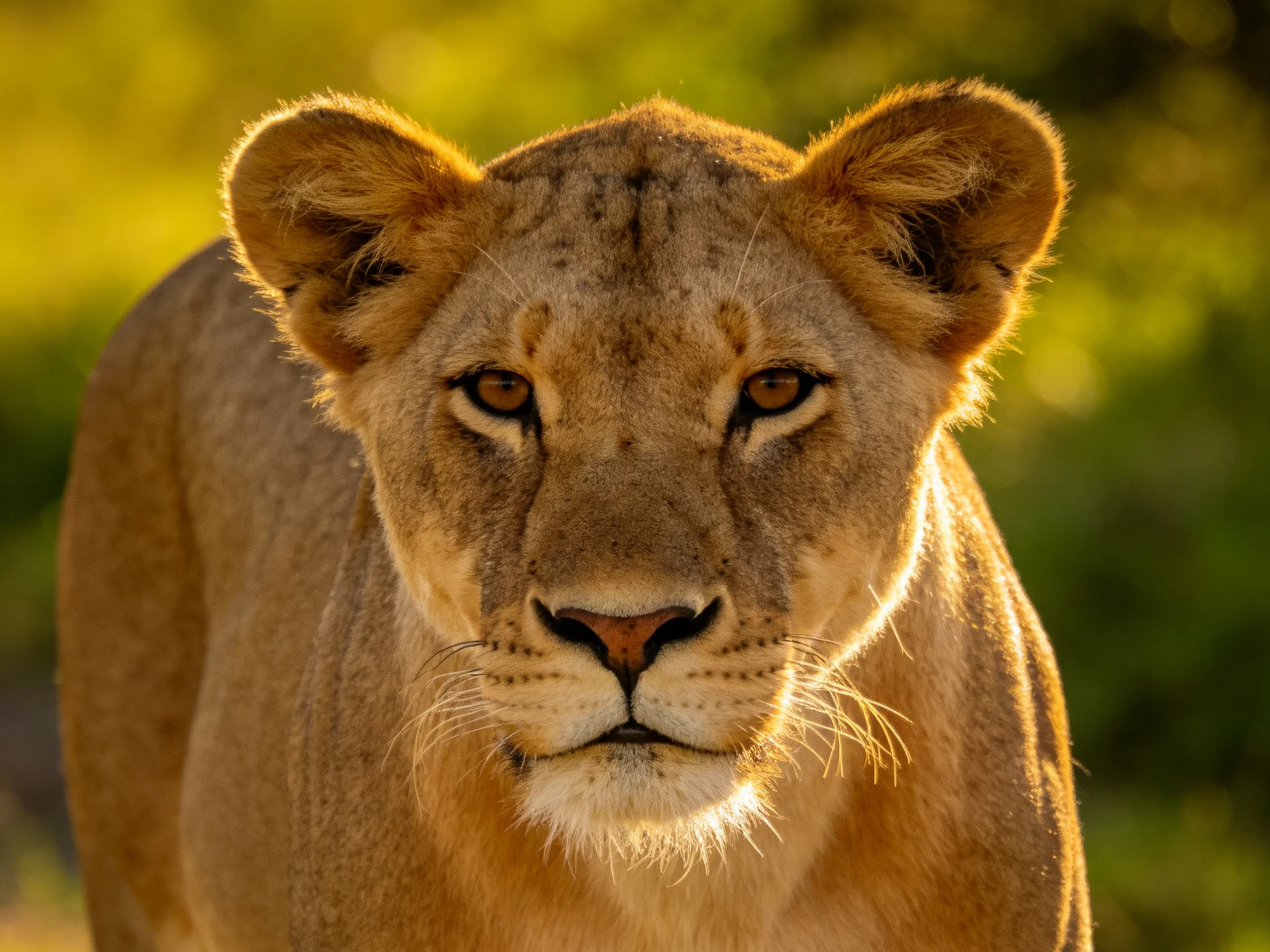 Golden lioness in close-up amidst sunlit wilderness