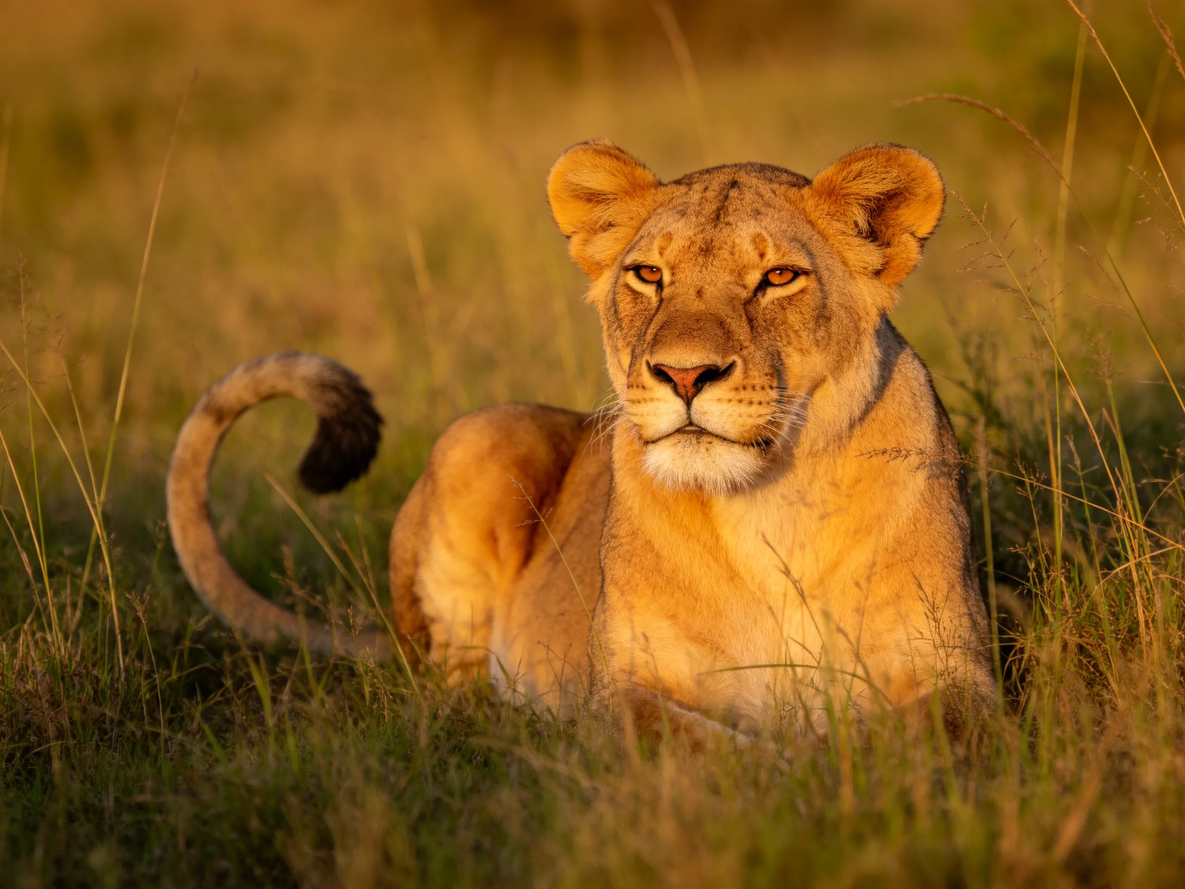 Golden lioness resting in tall green savannah grass during golden hour