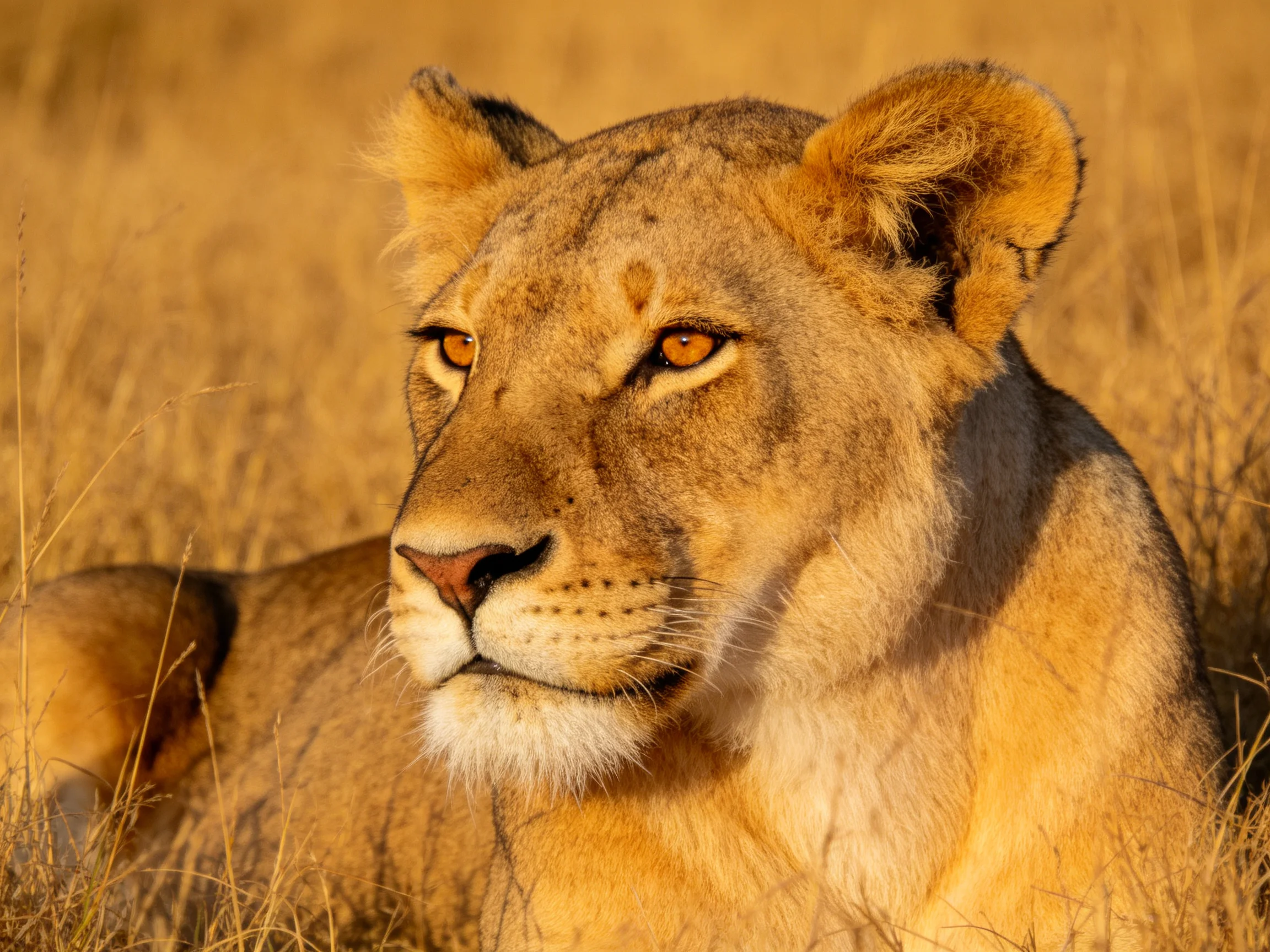 Golden lioness resting in tall, sunlit savannah grass