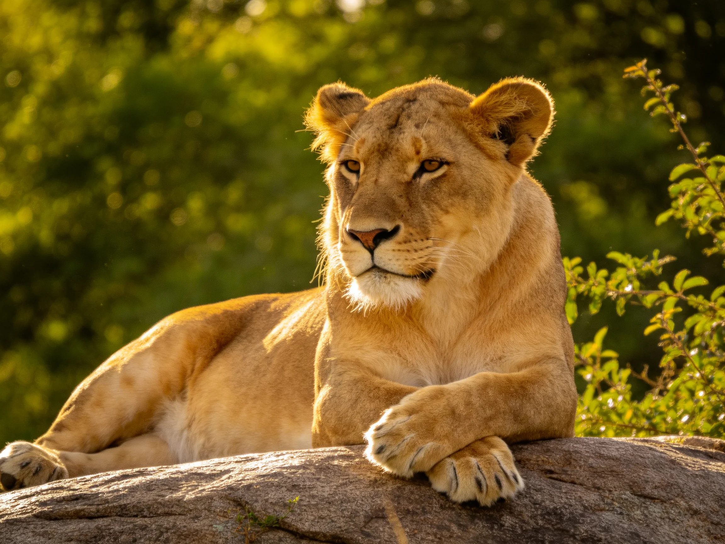 Golden lioness resting on a large brown rock amidst lush greenery