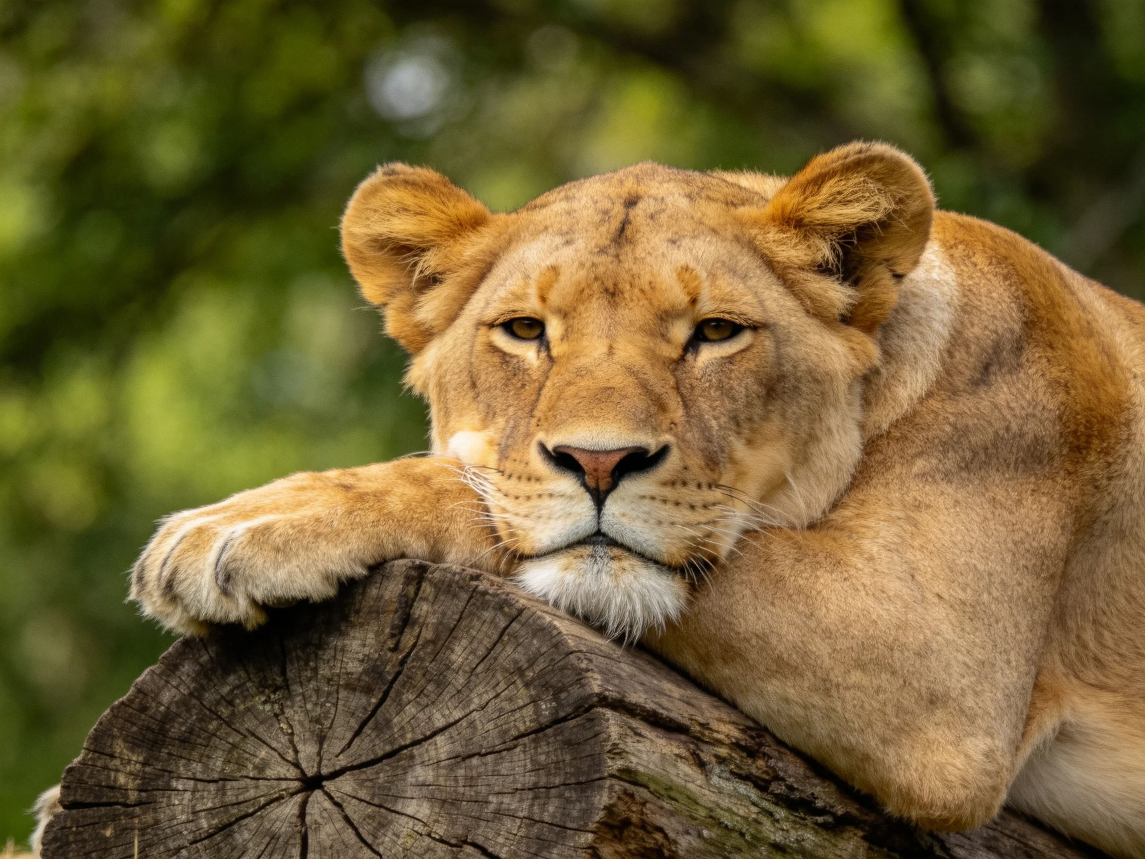 Golden lioness rests on an aged wooden stump amidst verdant foliage