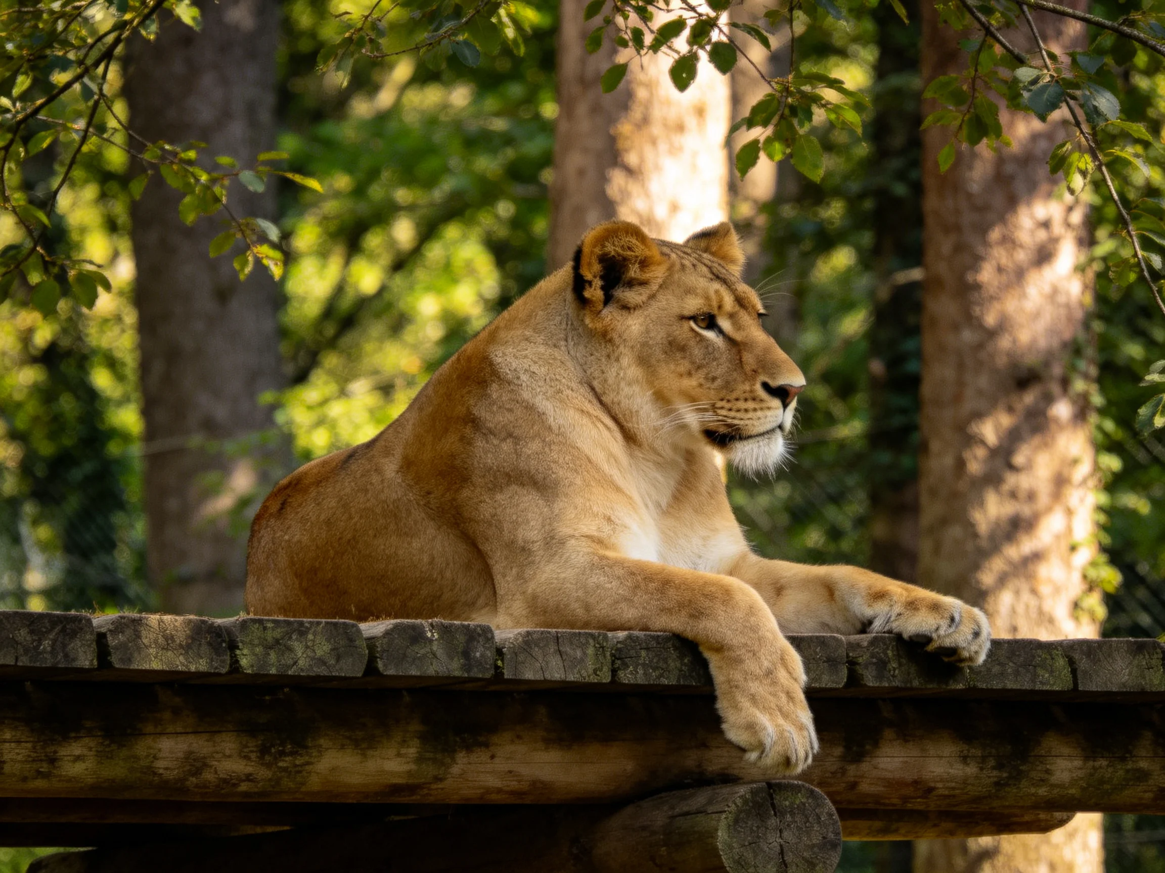 Golden lioness rests on weathered wooden platform amid lush green trees