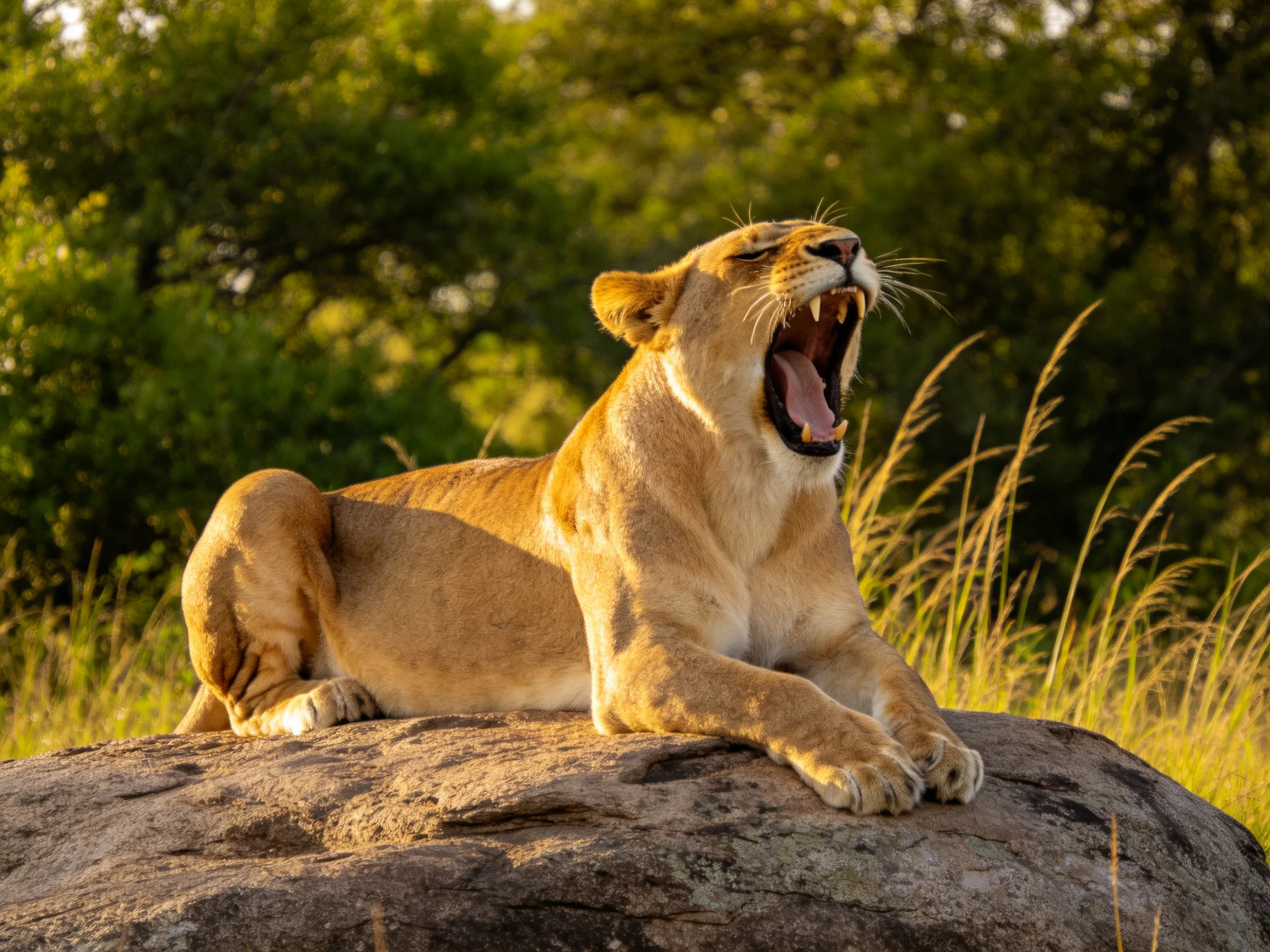 Golden lioness yawns on large rock amid tall grass and trees