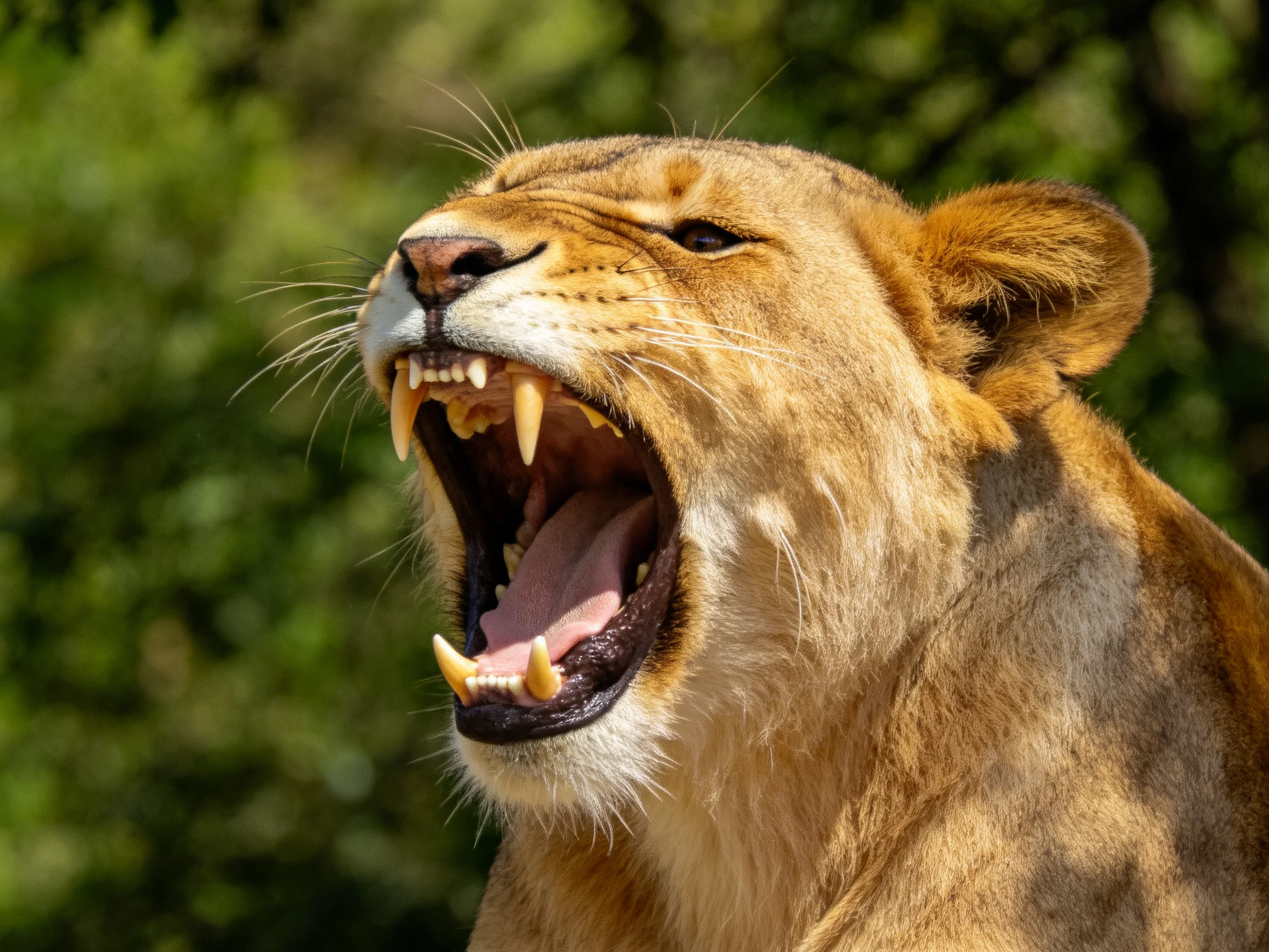 Golden lioness yawns, revealing sharp teeth among green foliage