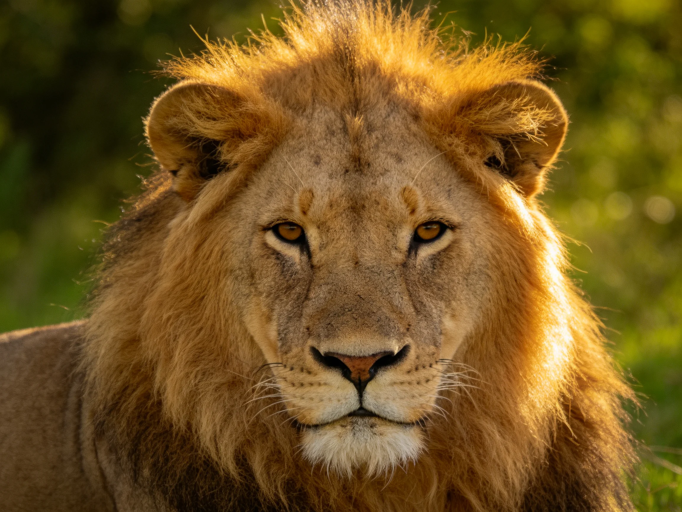 Golden-maned lion portrait against blurred green foliage