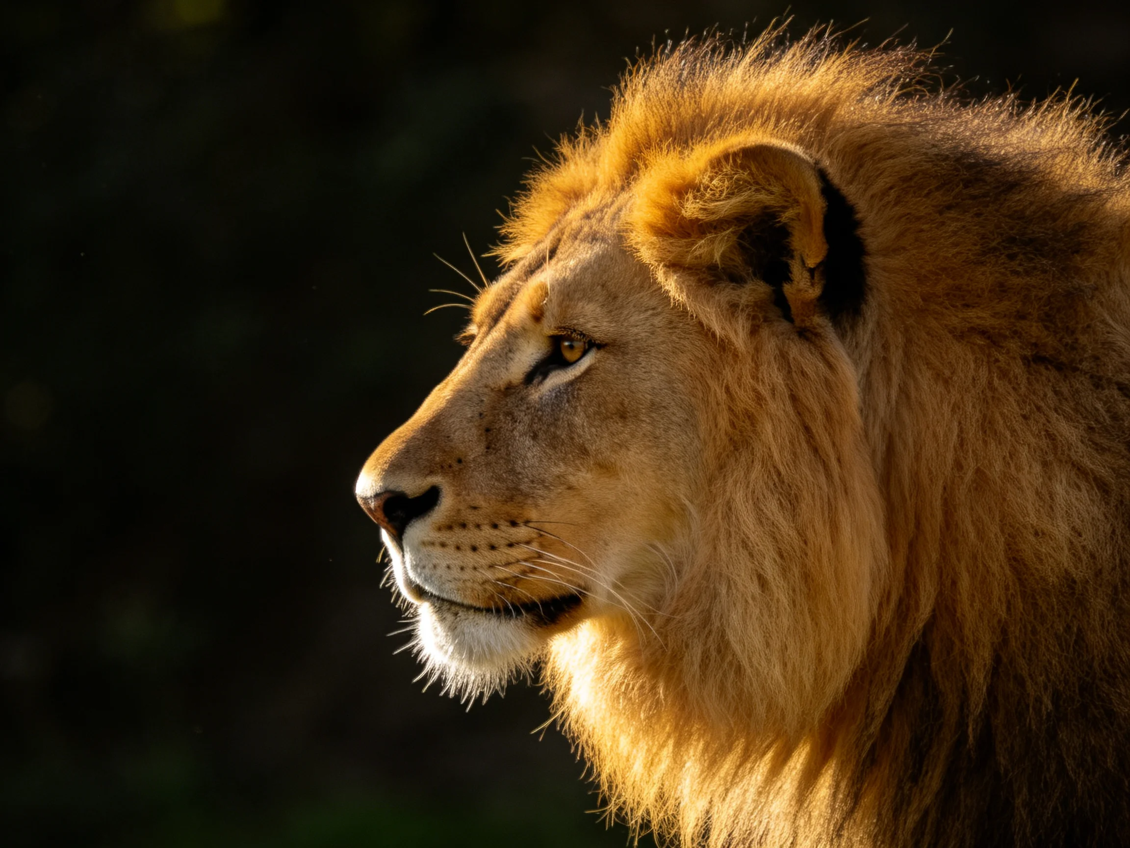 Golden-maned lion portrait illuminated by warm sunlight against dark backdrop