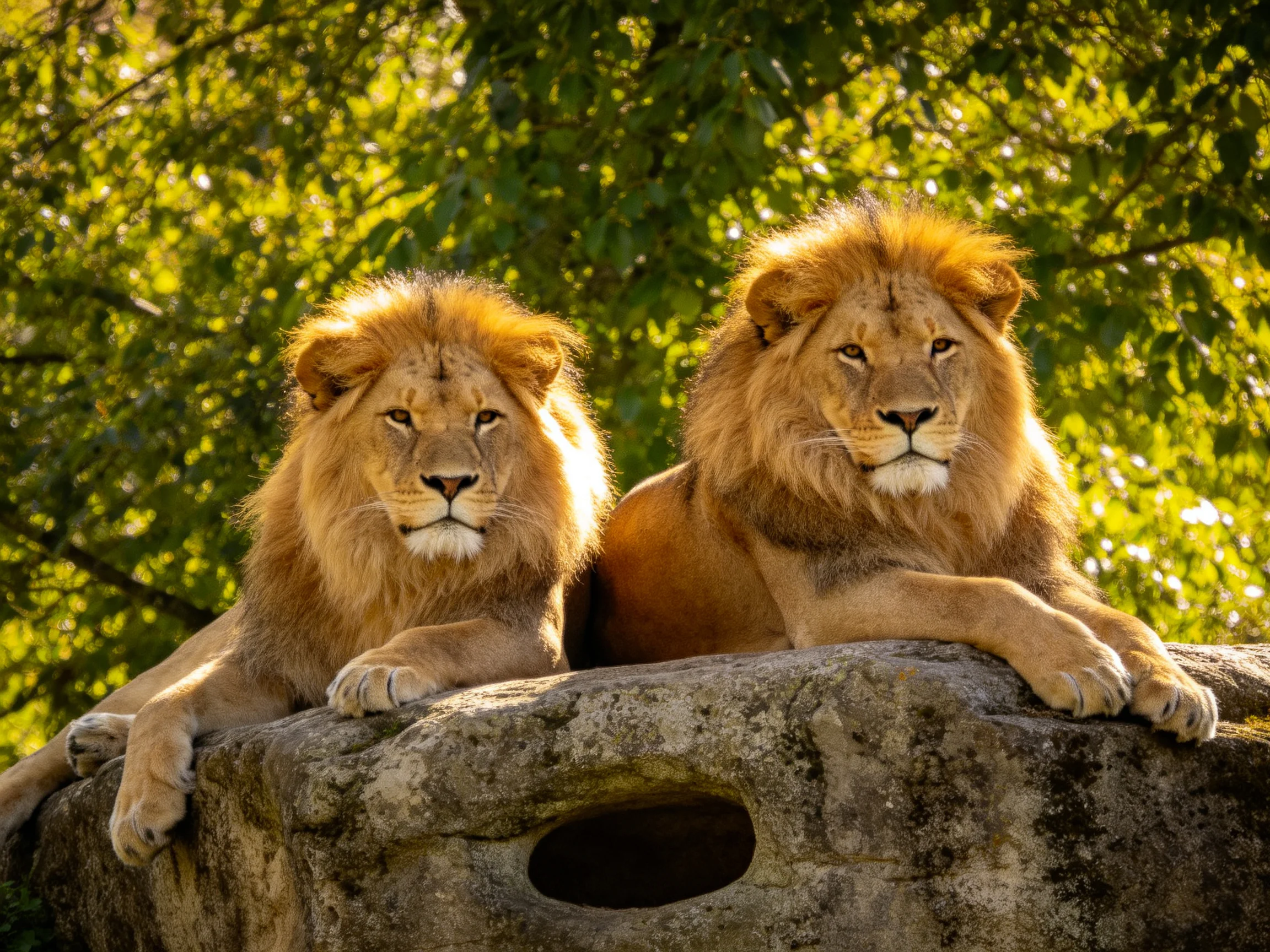 Golden-maned lions rest on a stone formation amidst green foliage