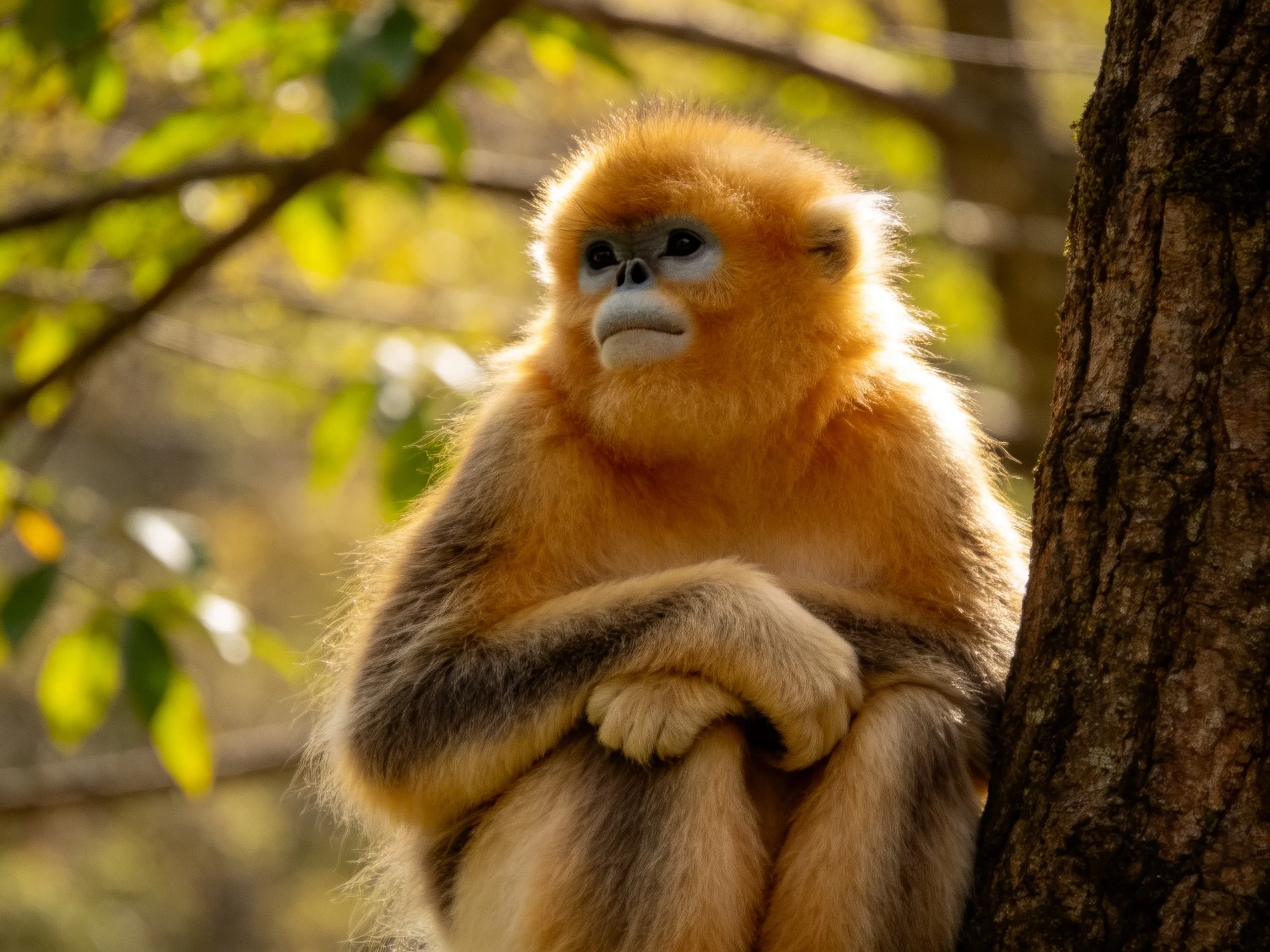 Golden monkey resting beside a tree trunk in a sunlit woodland