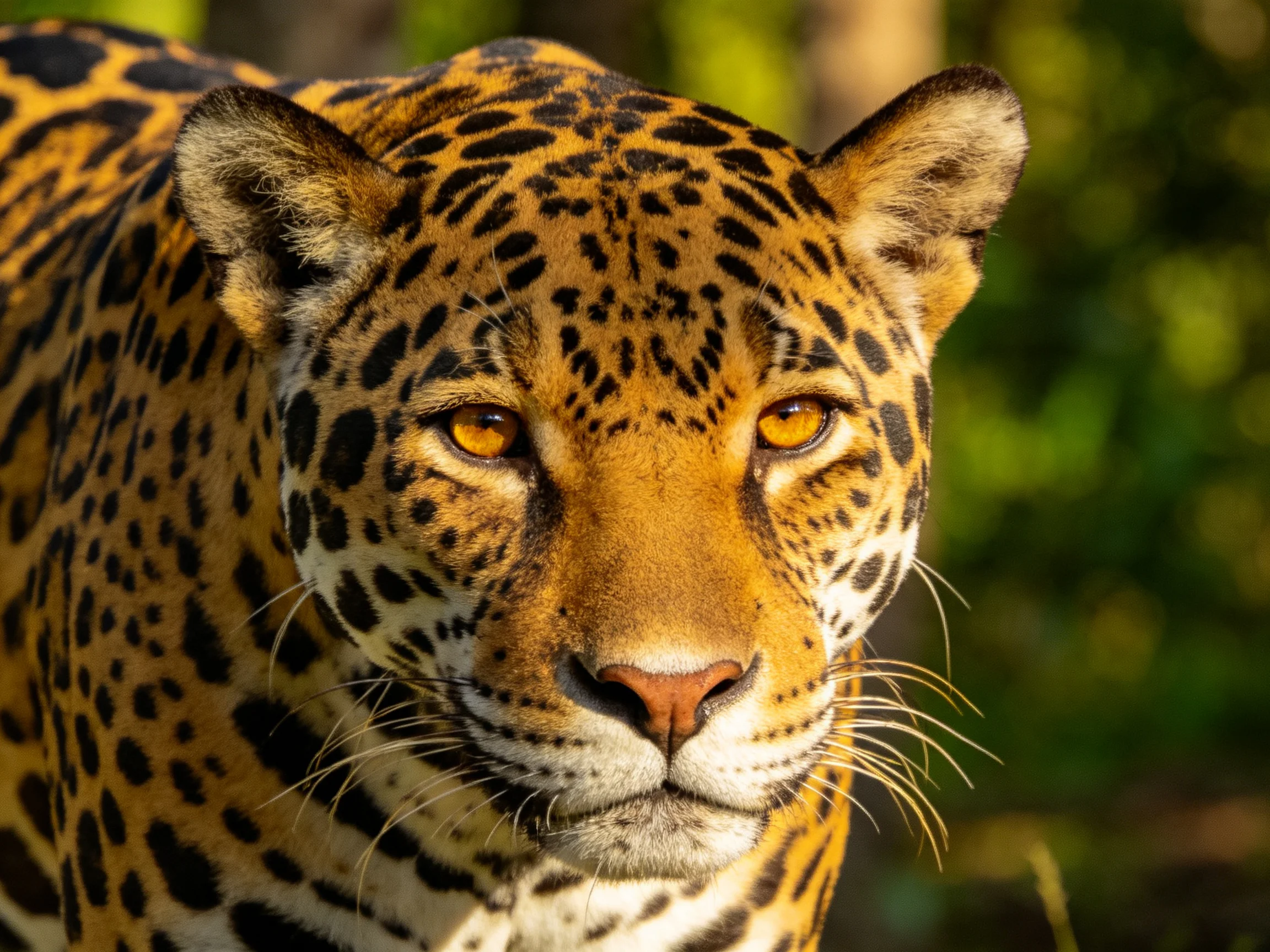 Golden-spotted jaguar with amber eyes in lush greenery