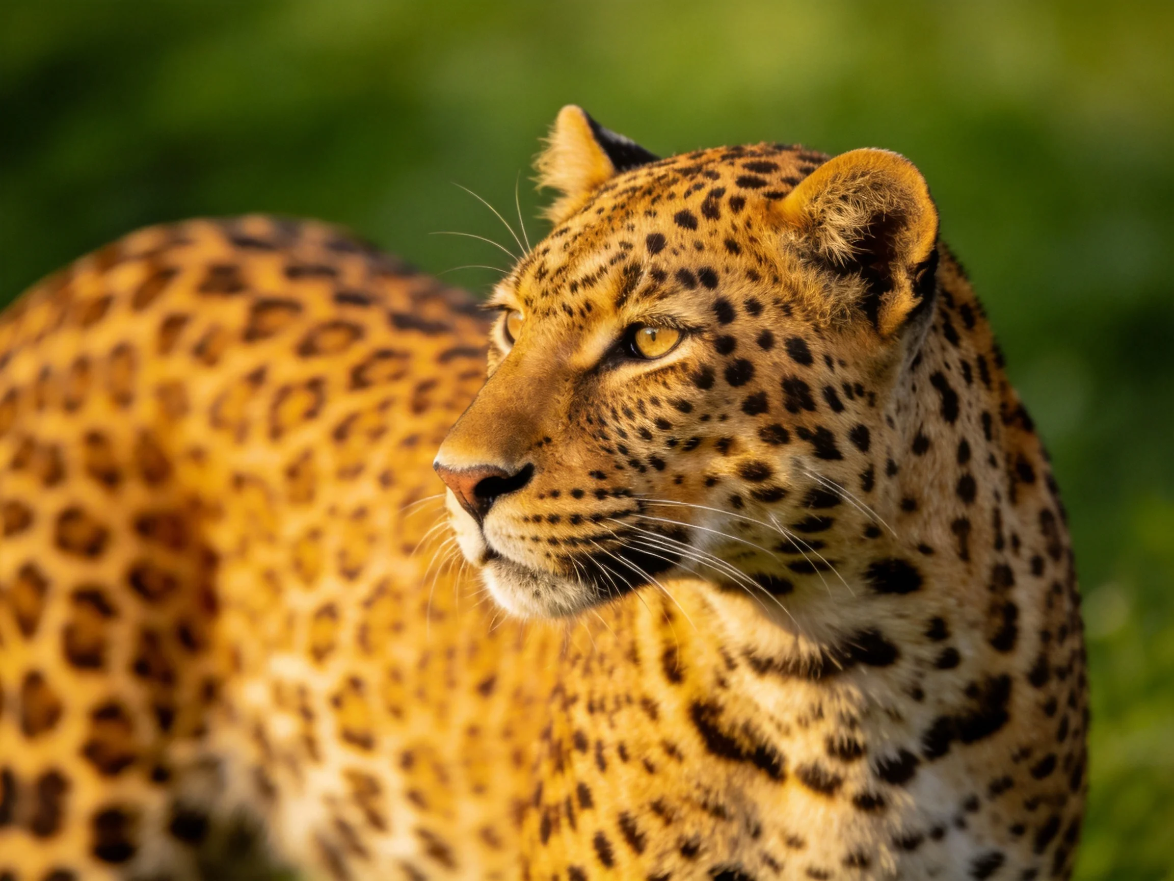 A golden-spotted leopard gazes attentively amid lush greenery.