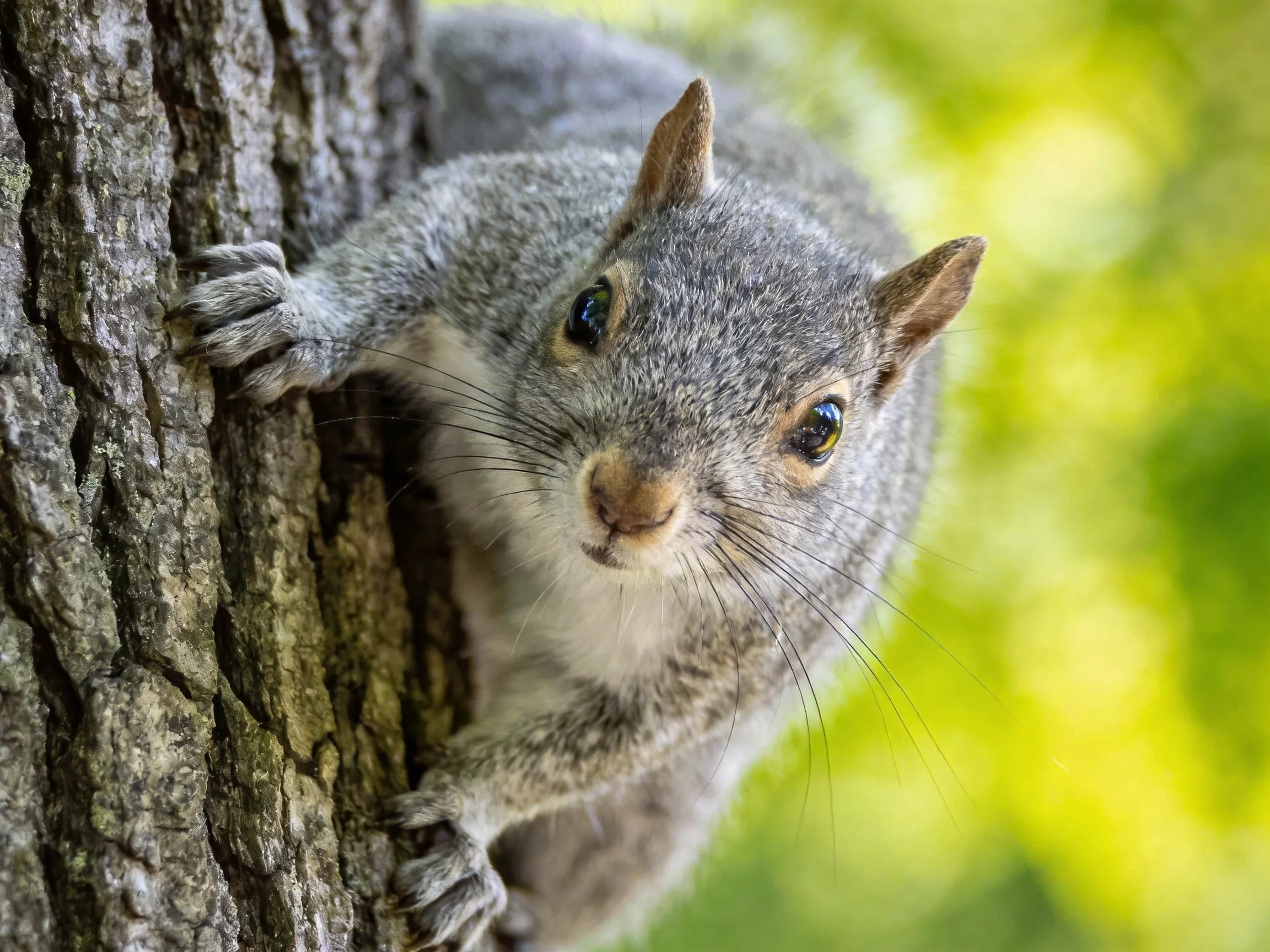 Gray squirrel clinging to rough tree trunk with green foliage