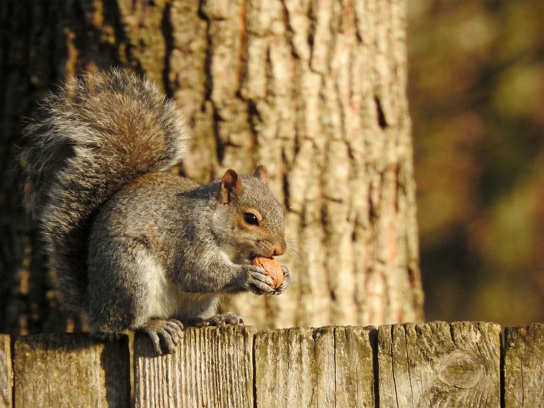 A gray squirrel eats a nut while sitting on a wooden fence next to a tree.