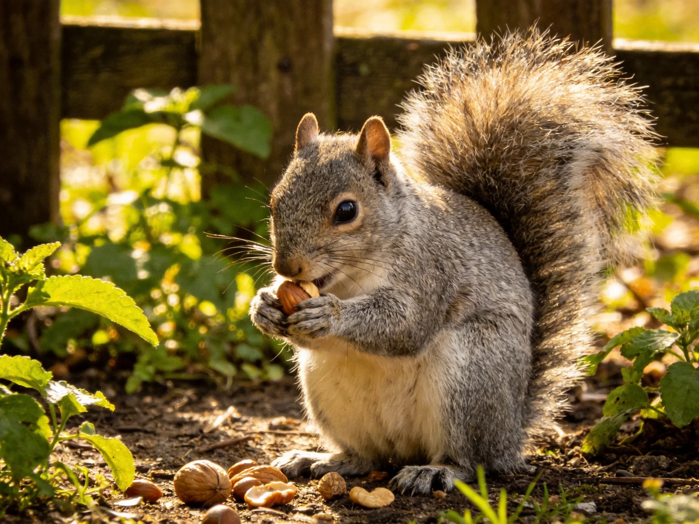 Gray squirrel eating nuts near wooden fence and greenery