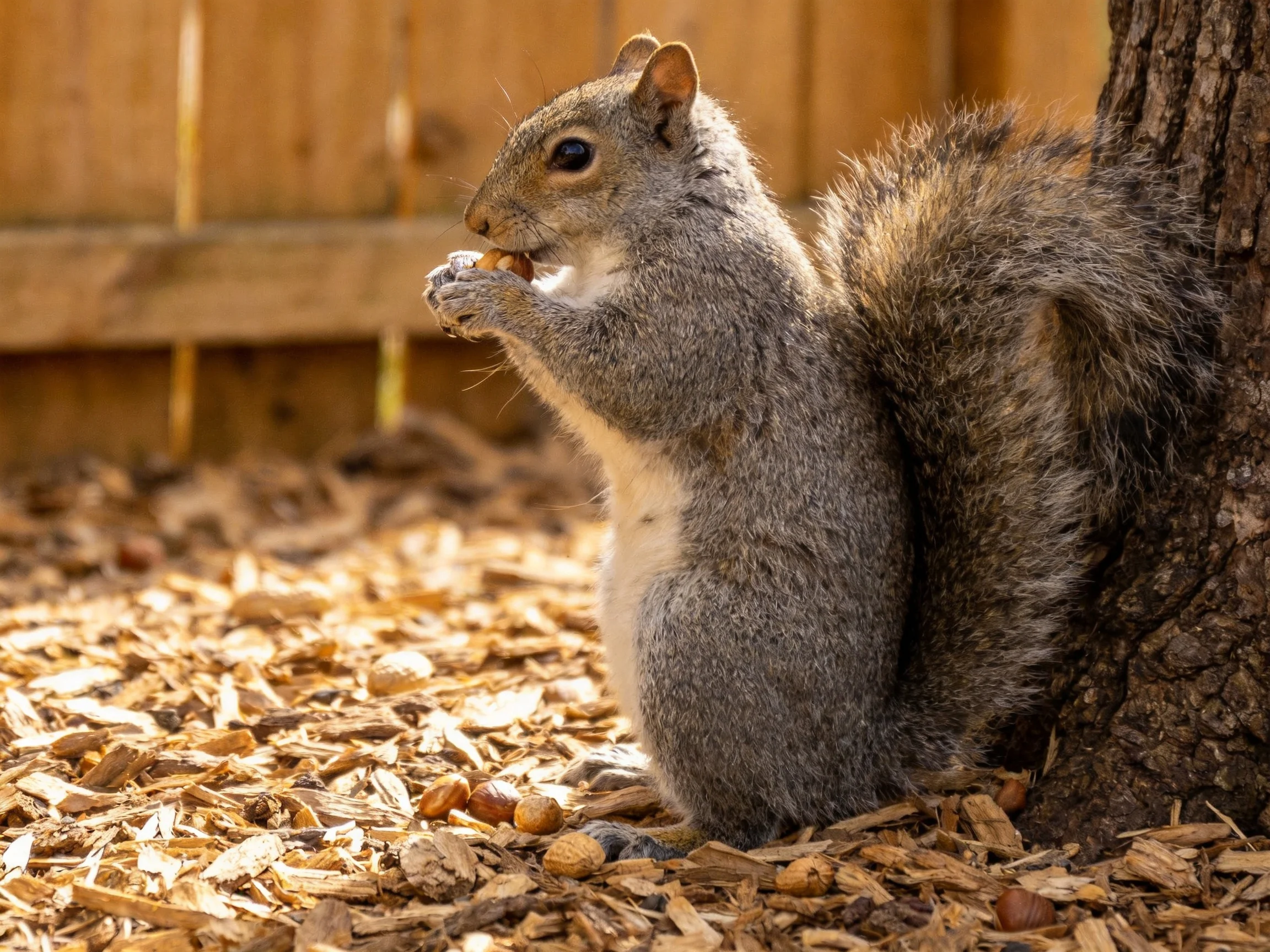 A gray squirrel eats near a tree in a wood chip-filled area.
