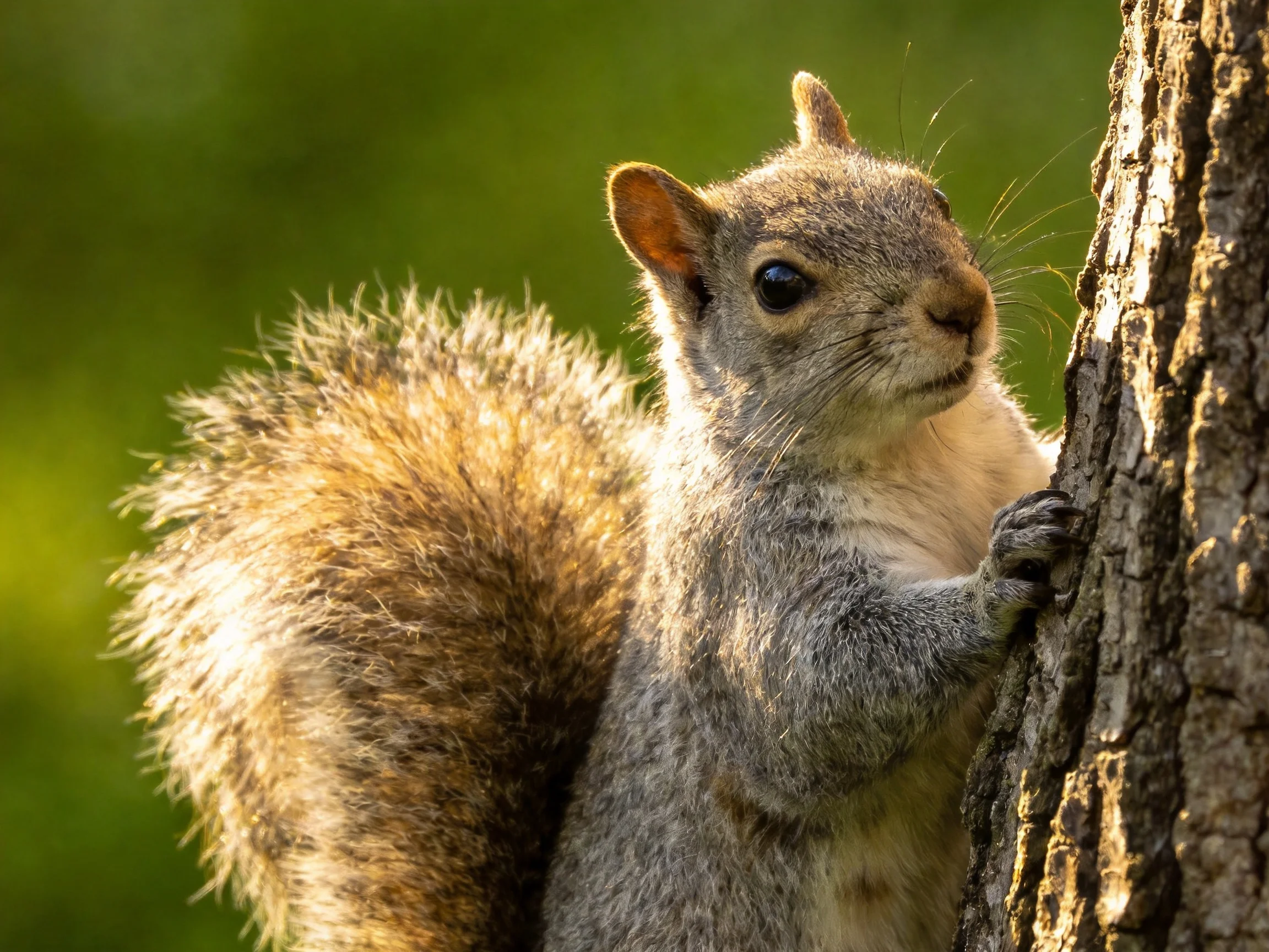 A gray squirrel clings to a tree trunk in a sunlit, green environment.