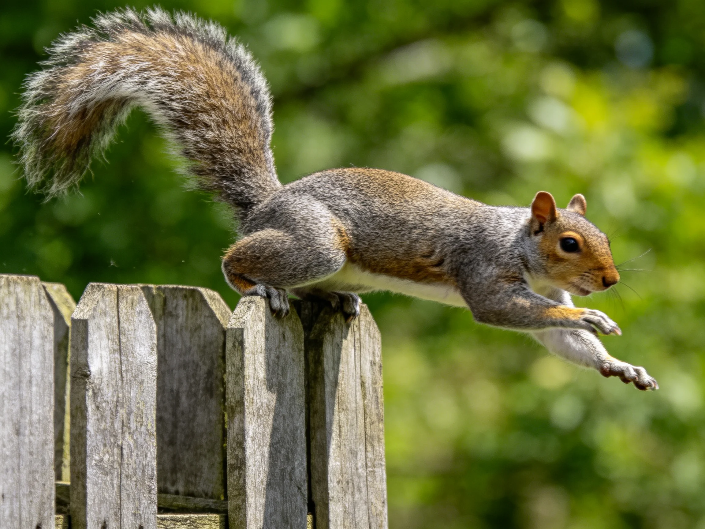 Gray squirrel jumps off weathered wooden fence mid-leap.