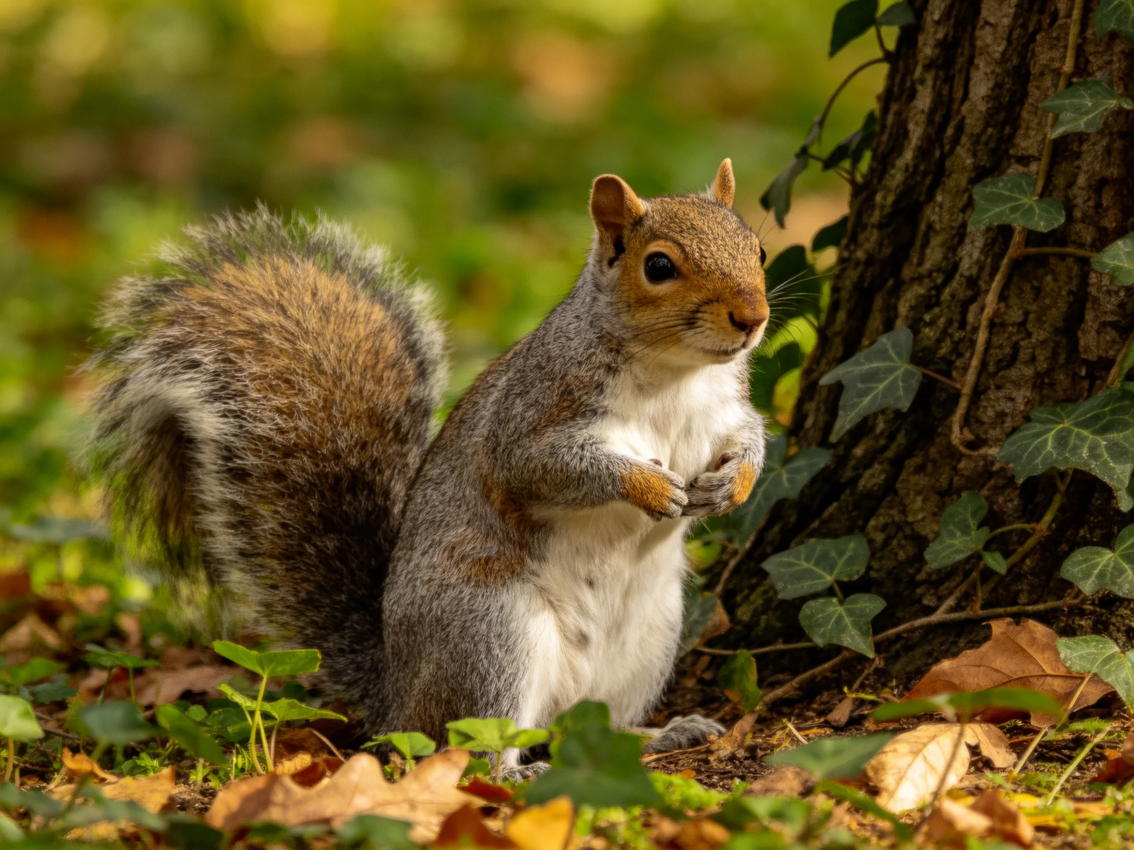 A gray squirrel holds food near a tree amidst greenery and fallen leaves.