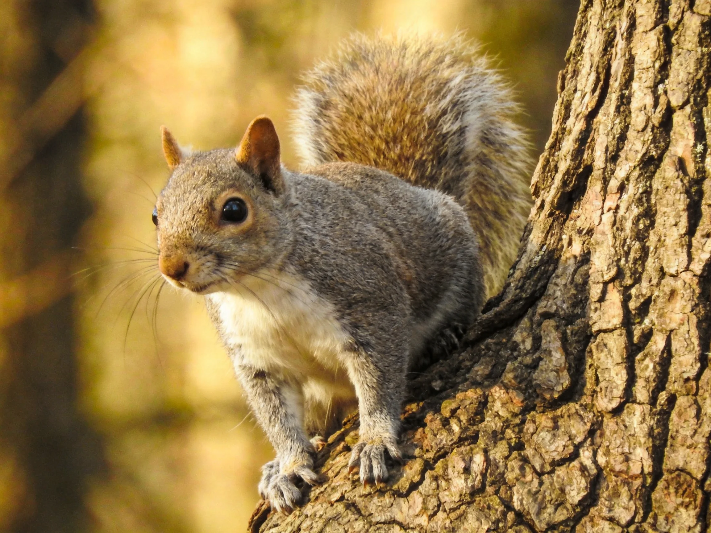 Gray squirrel with bushy tail on textured tree bark
