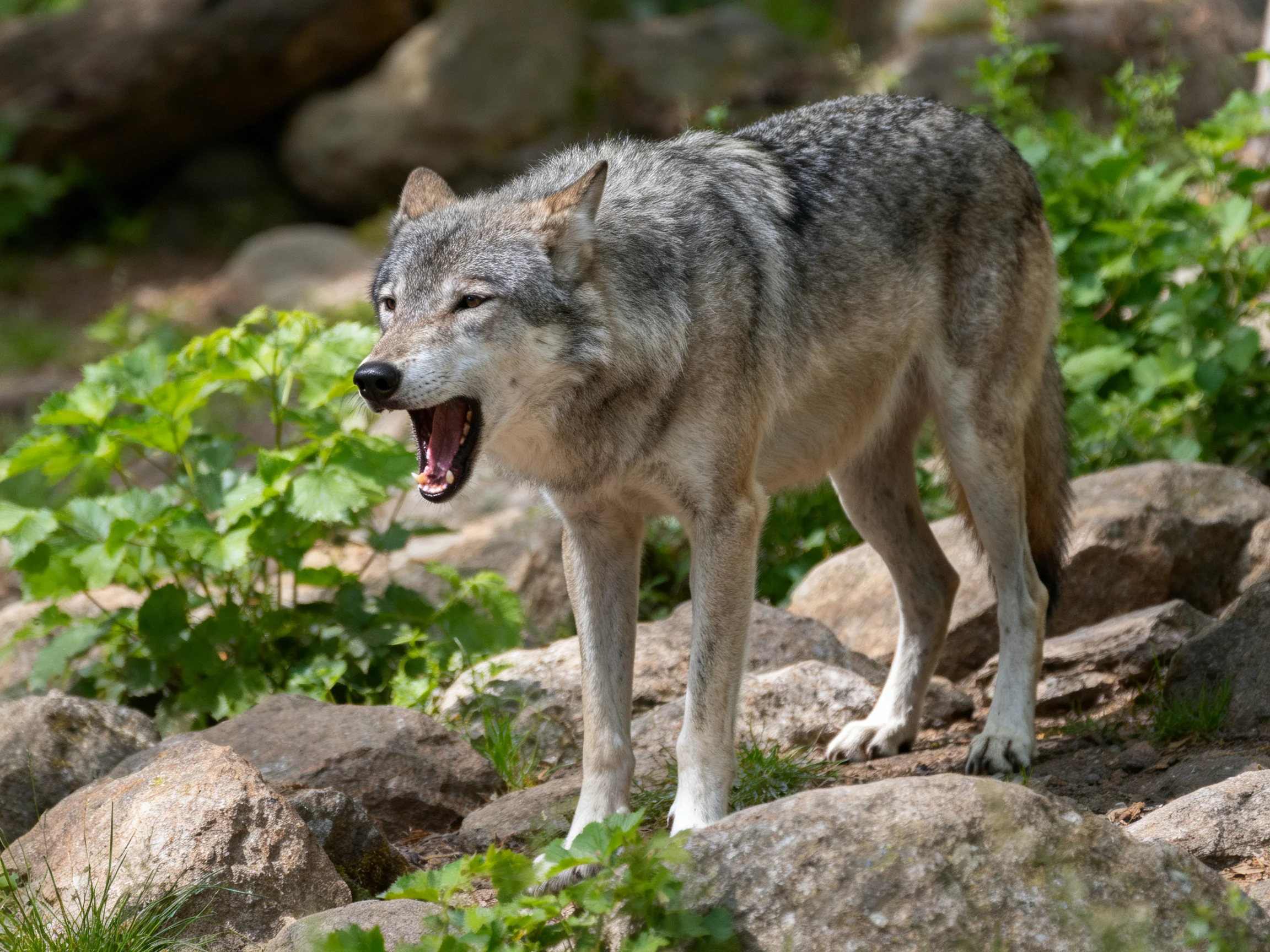 A gray wolf stands on rocky ground amid greenery.