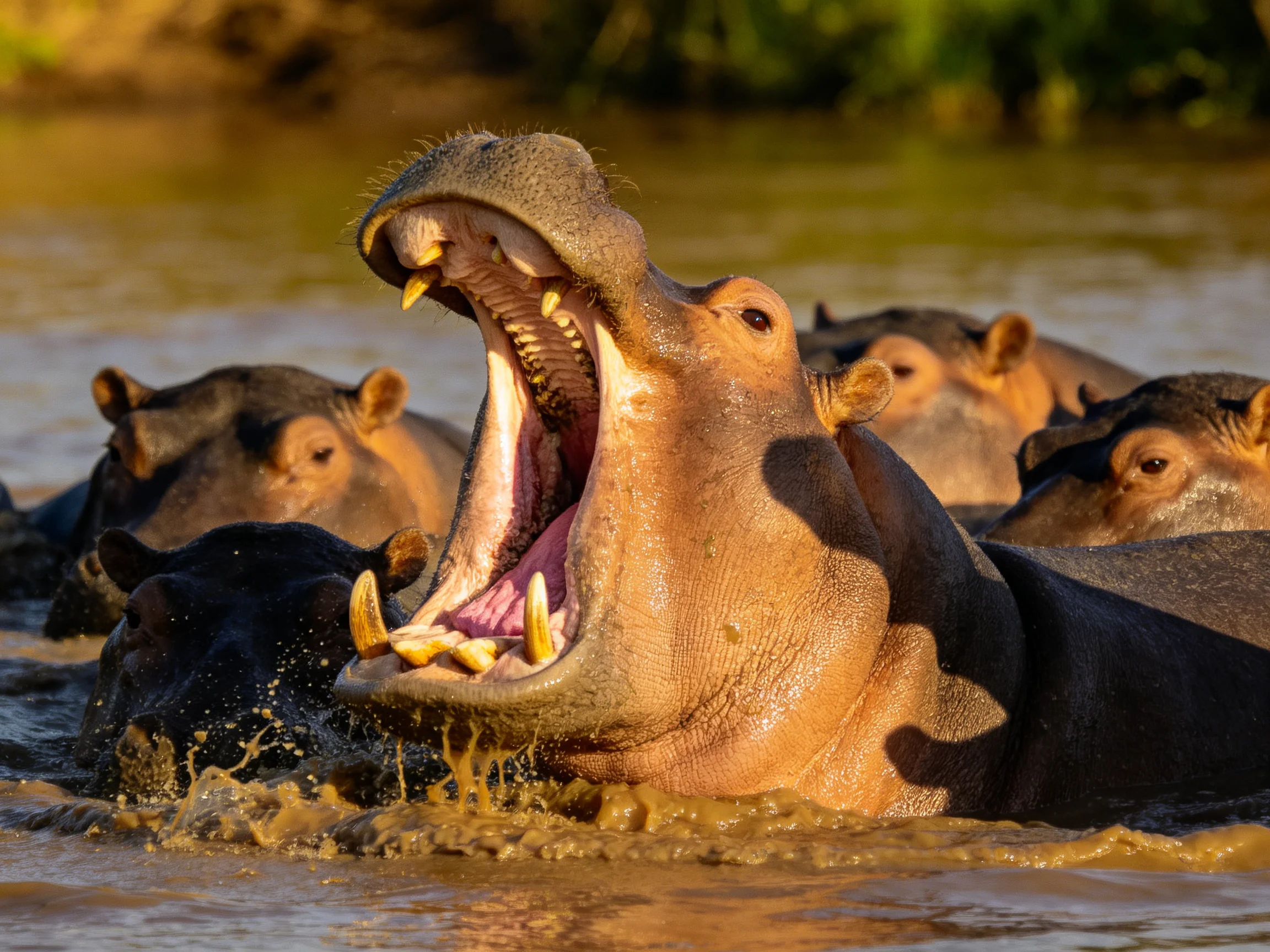 Hippos in brown water, one yawning widely
