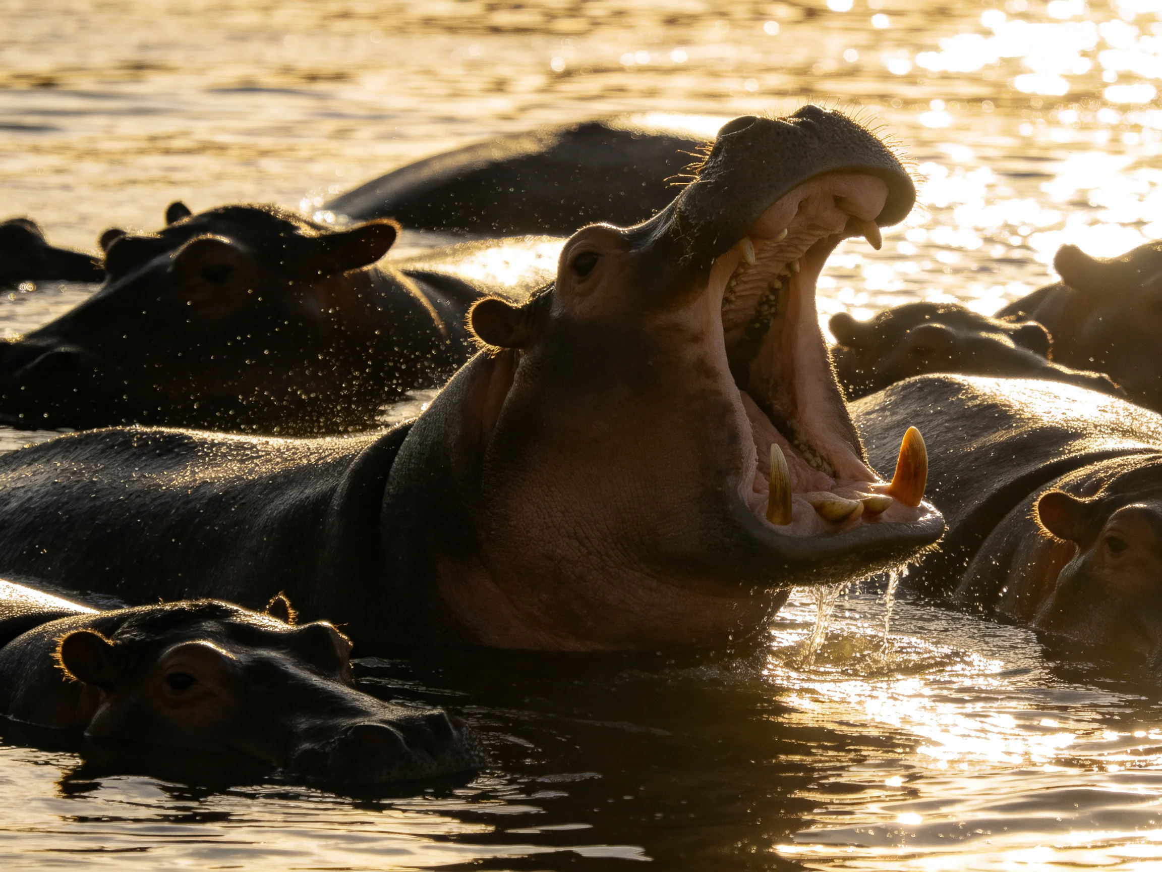 Hippos gather in water, one opening mouth wide