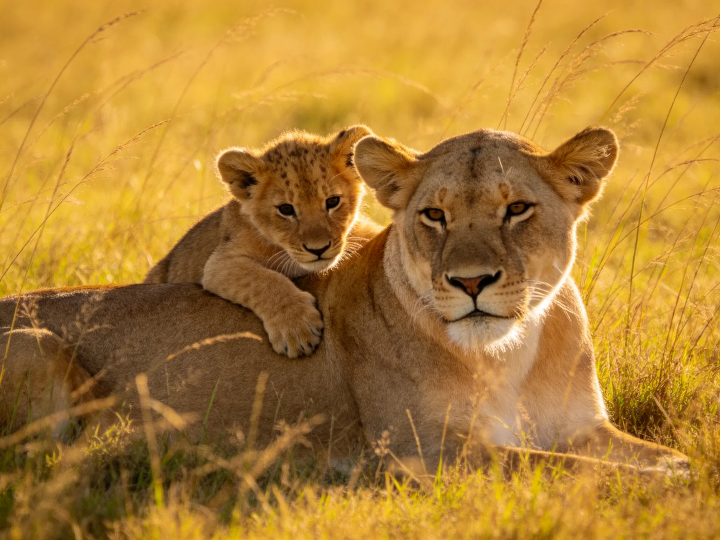 Lioness and cub relax in golden savannah grass