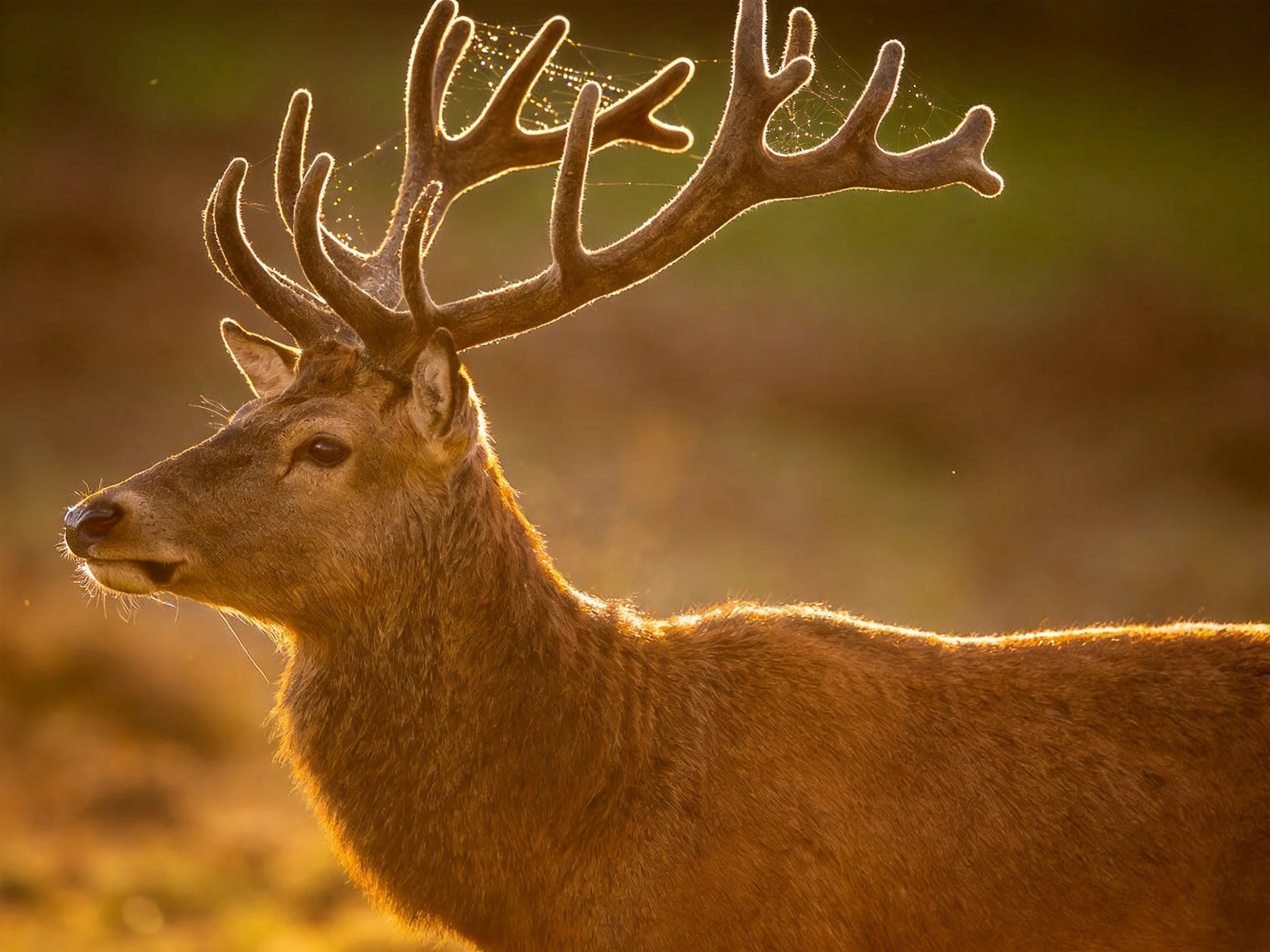 Majestic deer with sprawling antlers bathed in golden sunlight