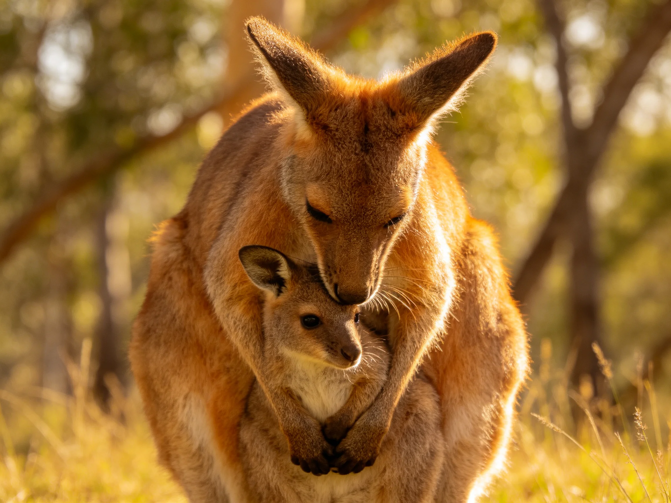 Mother kangaroo cradling joey in golden sunlight near trees