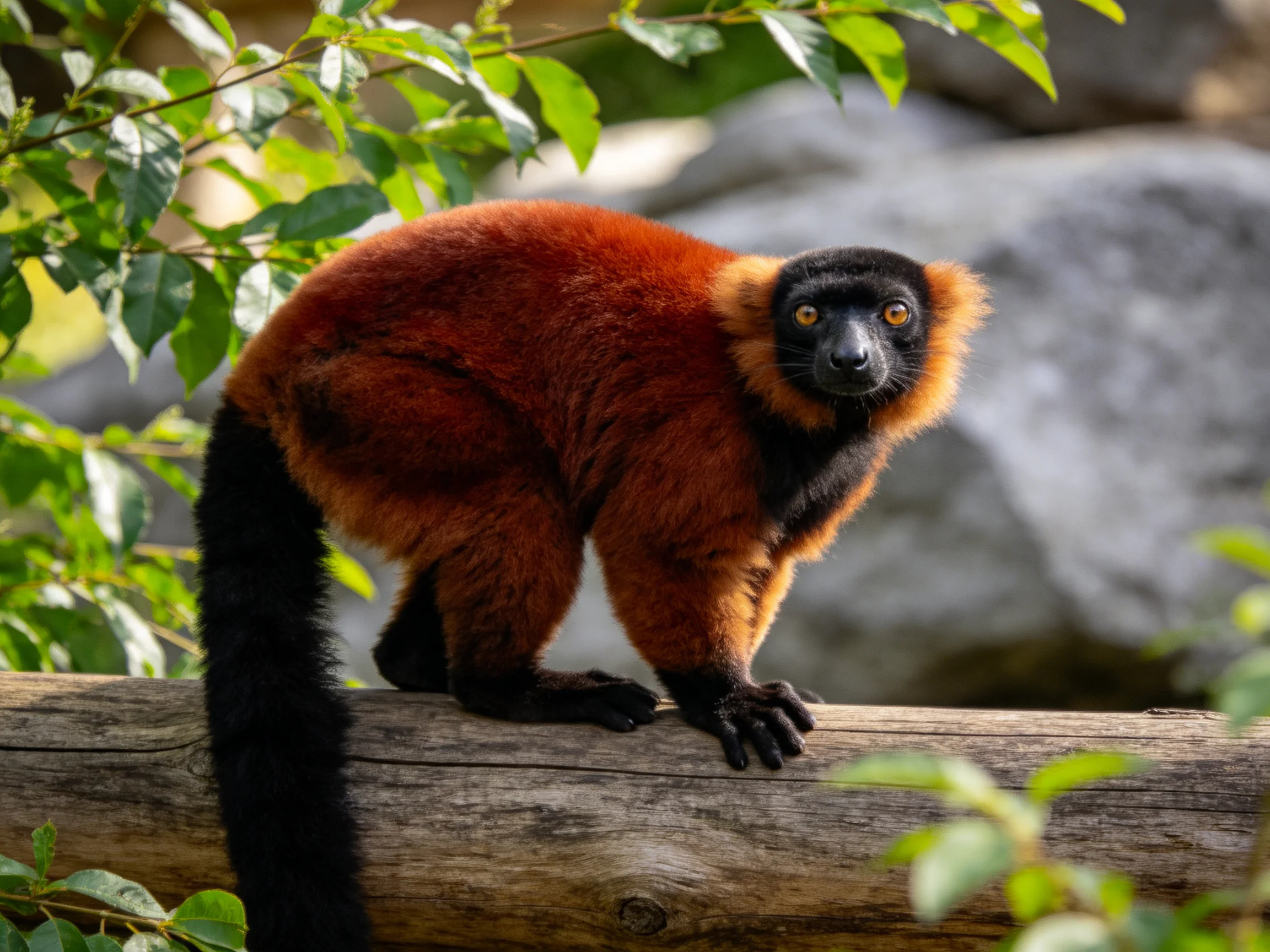 Red-ruffed lemur with black facial markings perched on a wooden log