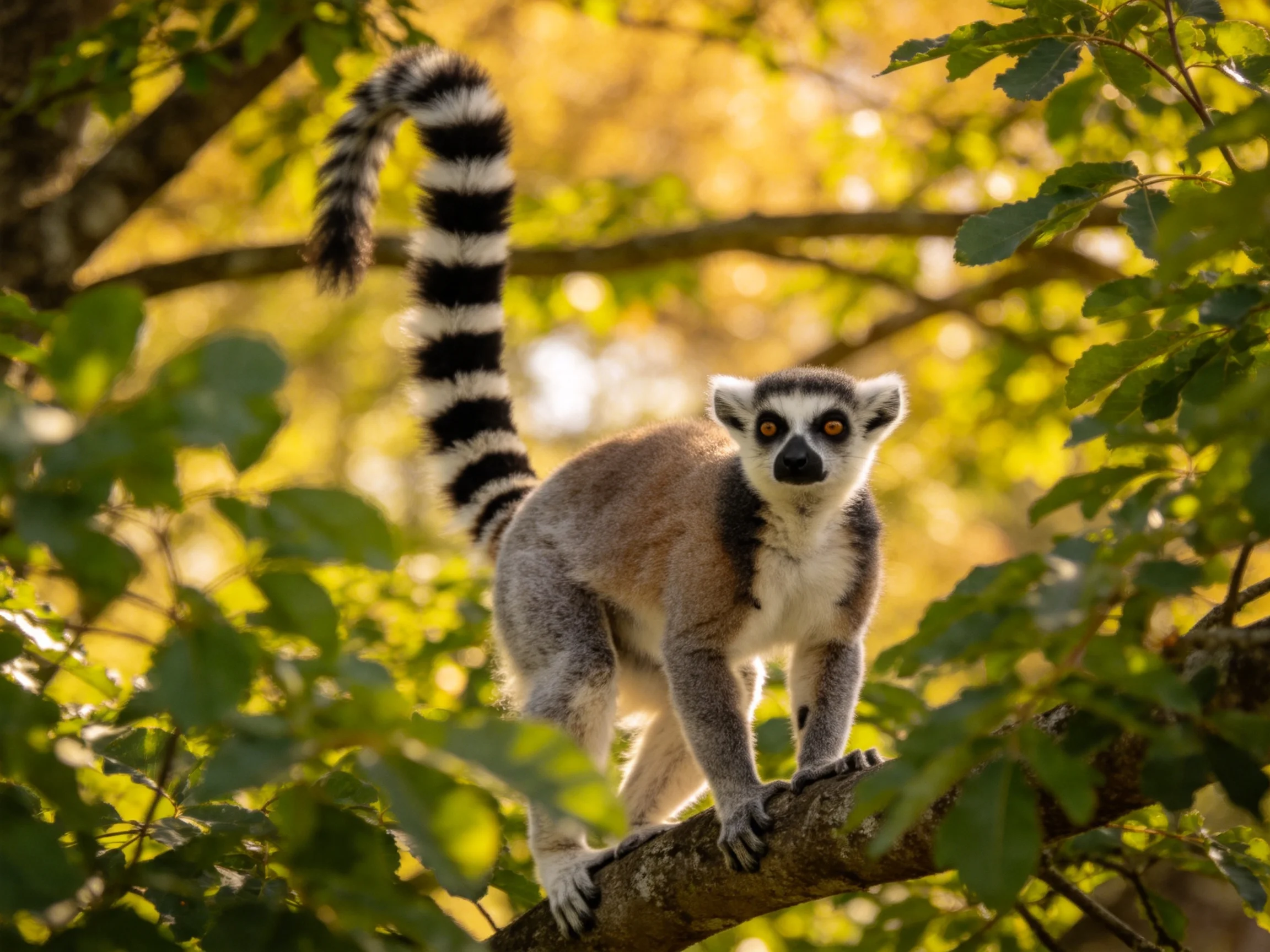Ring-tailed lemur perched on a brown tree branch amid green foliage