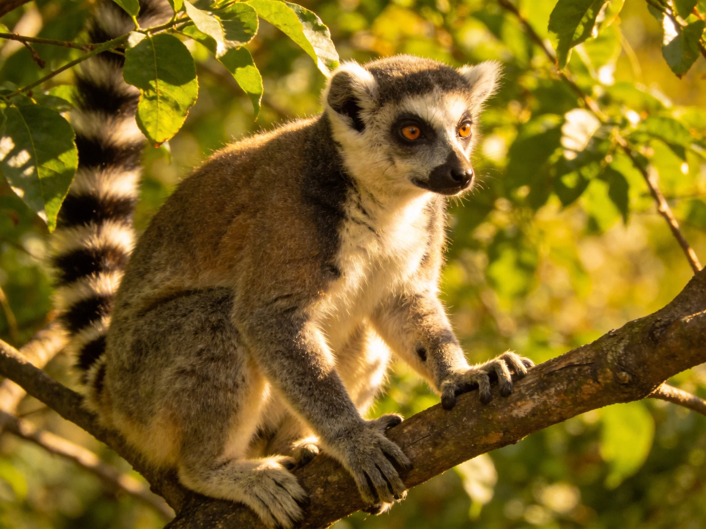 Ring-tailed lemur perched on a brown tree branch amid lush green leaves