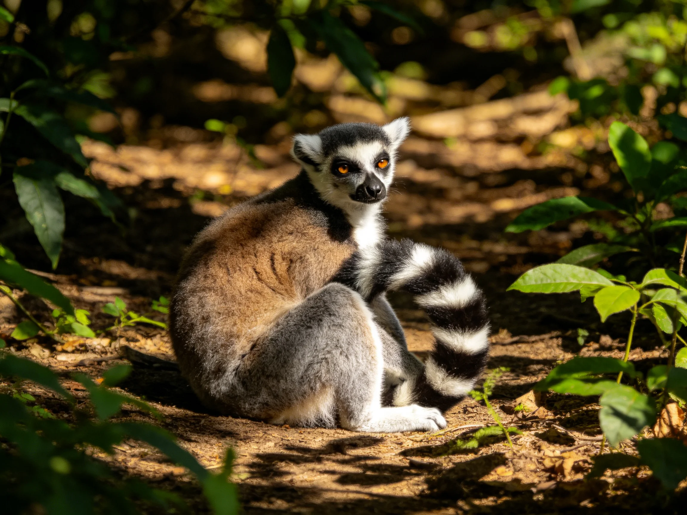 Ring-tailed lemur rests in sunlit forest with lush greenery