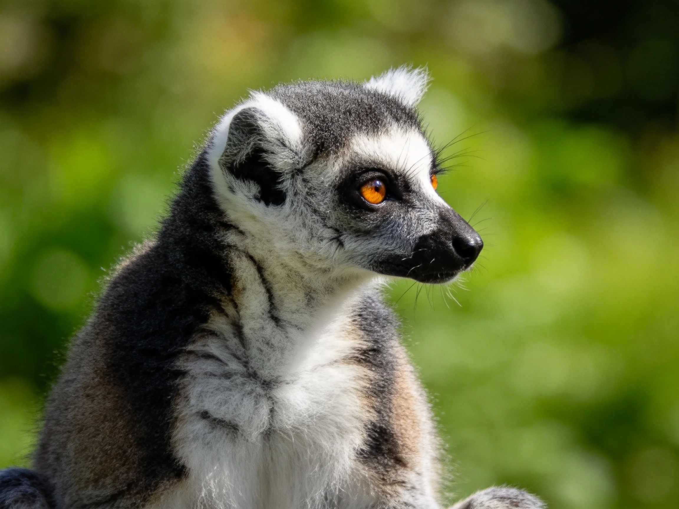 Ring-tailed lemur with vivid orange eyes in sun-dappled green foliage