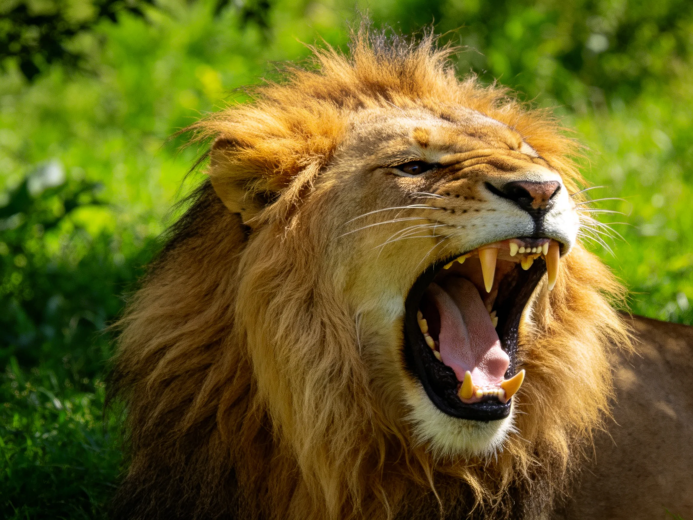 Roaring male lion with golden mane in lush green surroundings