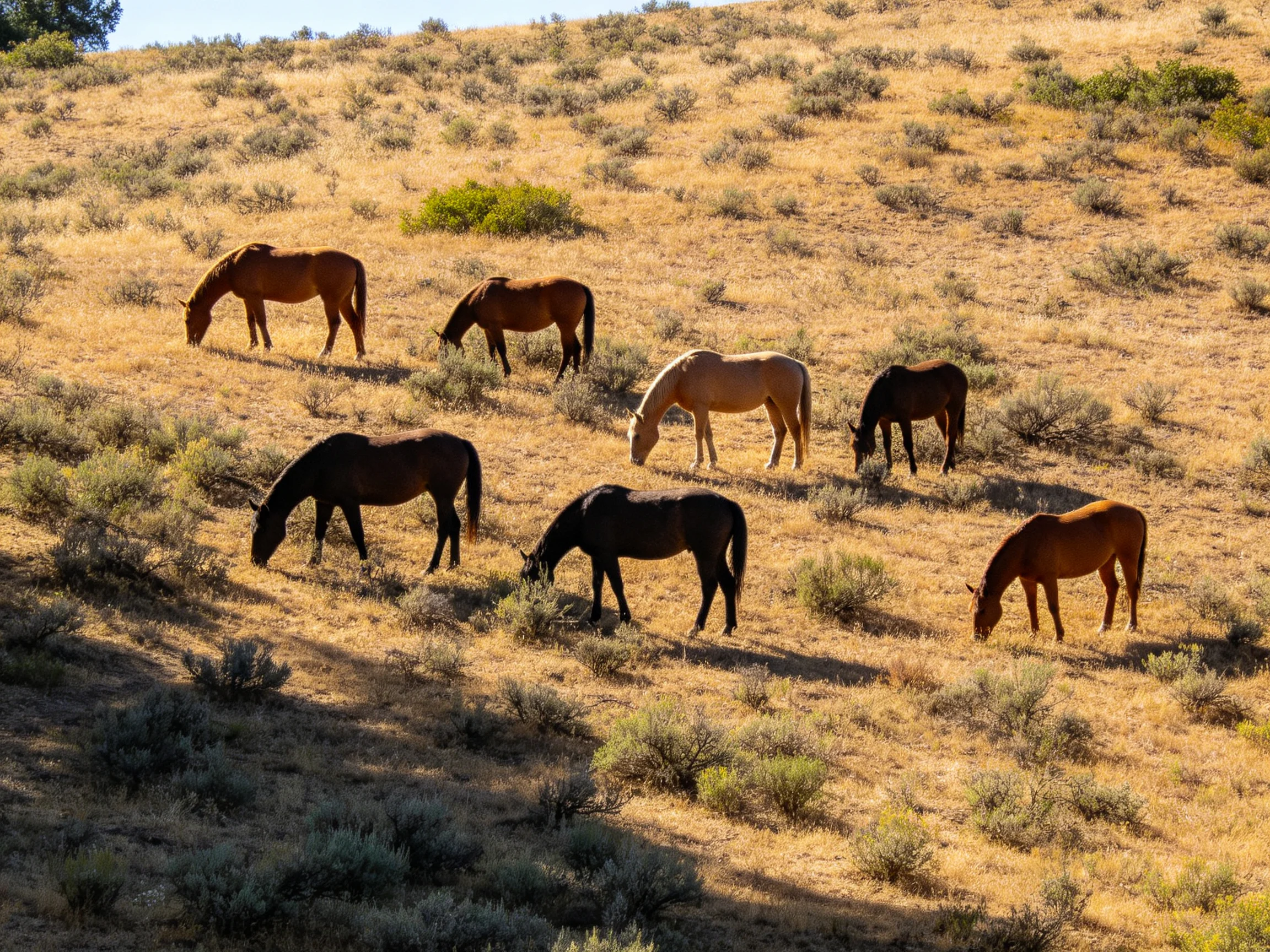 Seven horses graze on a sunlit, dry hilly landscape with sparse vegetation.