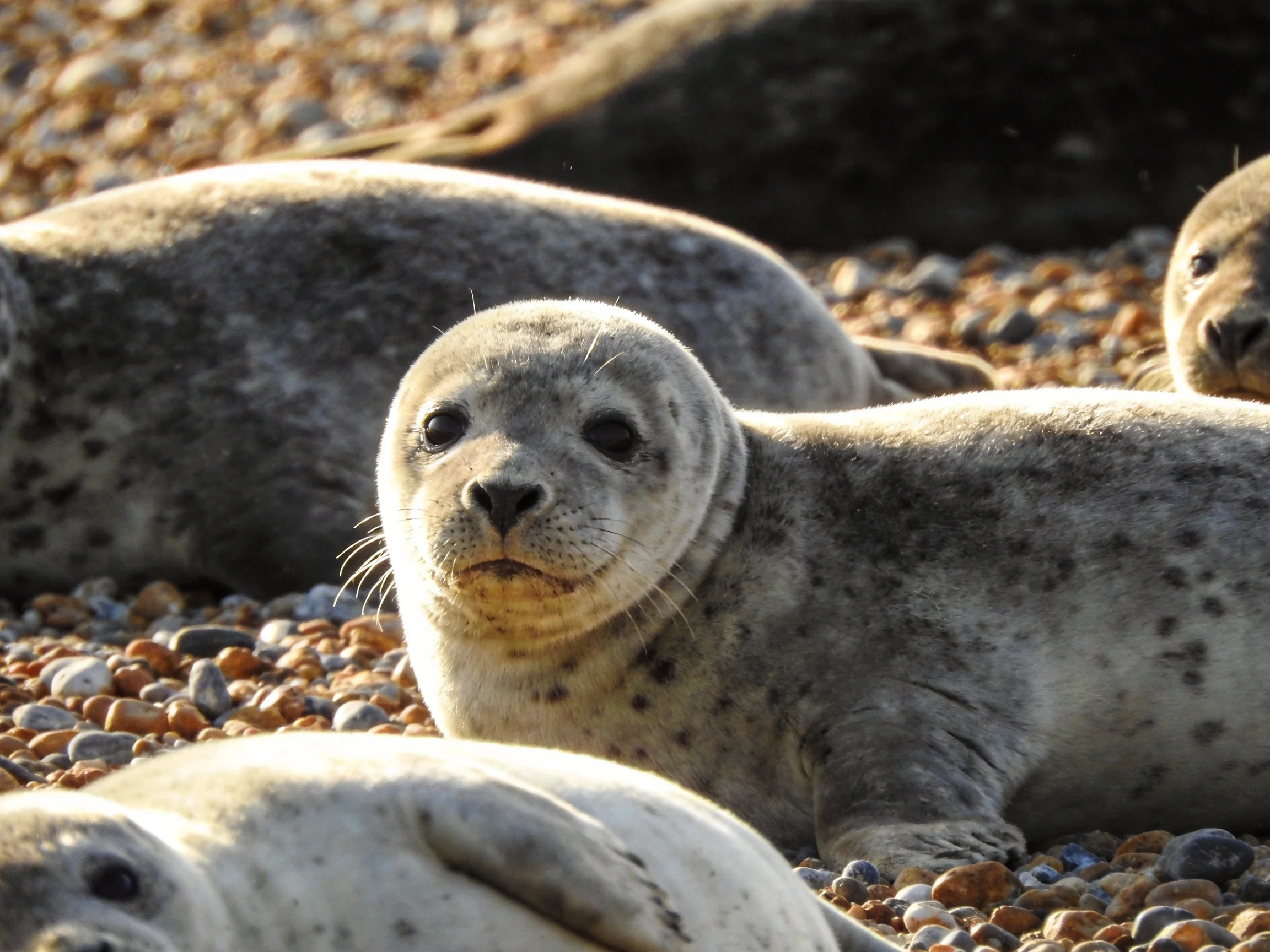 Several gray seal pups rest on multicolored pebbly shore