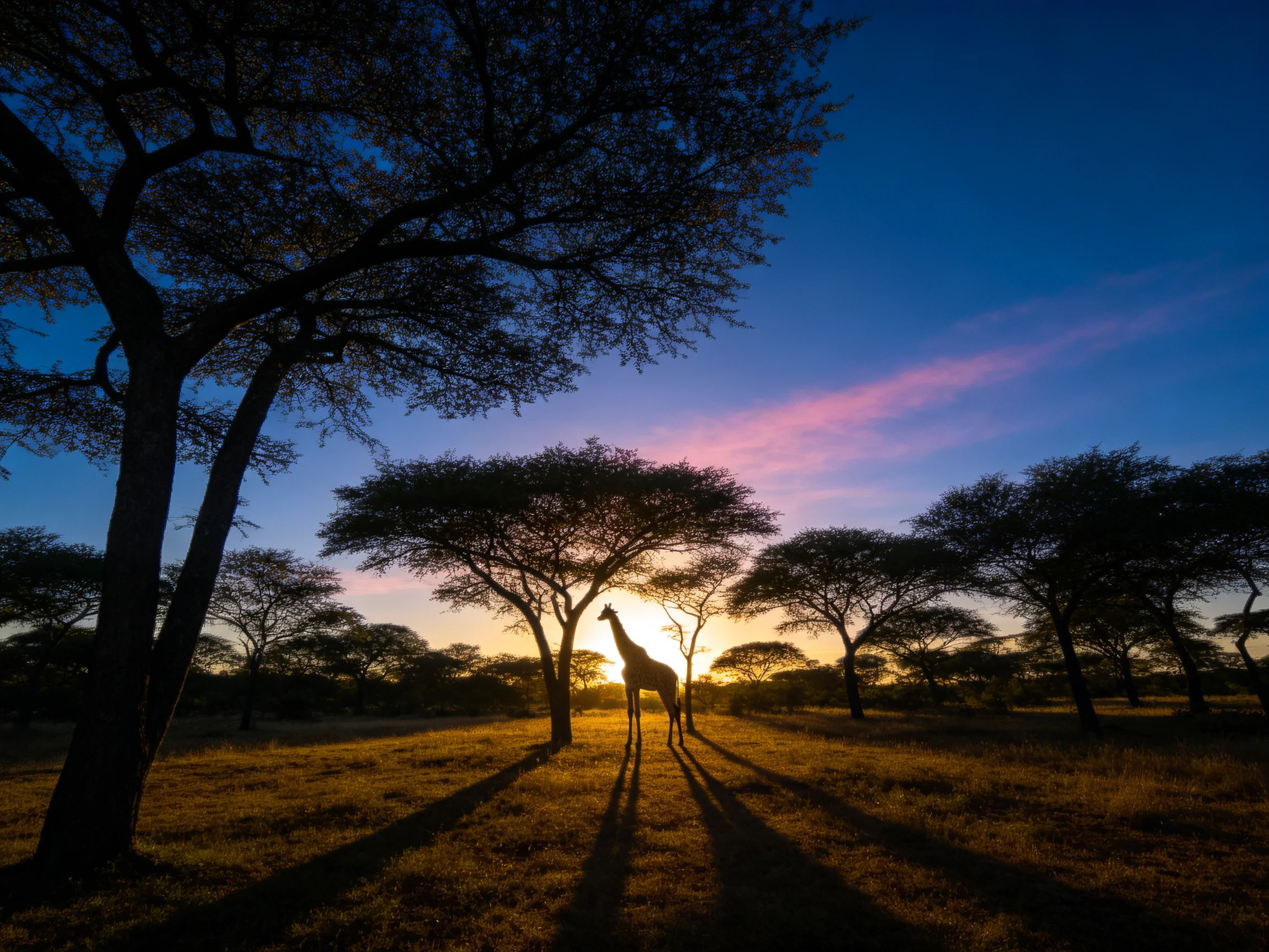 A giraffe is silhouetted amid acacia trees under a colorful sunset sky.