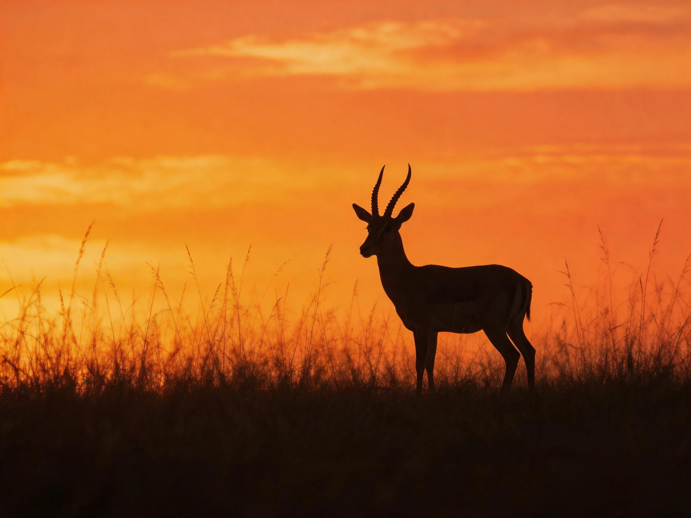 A silhouetted antelope stands among tall grasses beneath a bright orange sunset sky.