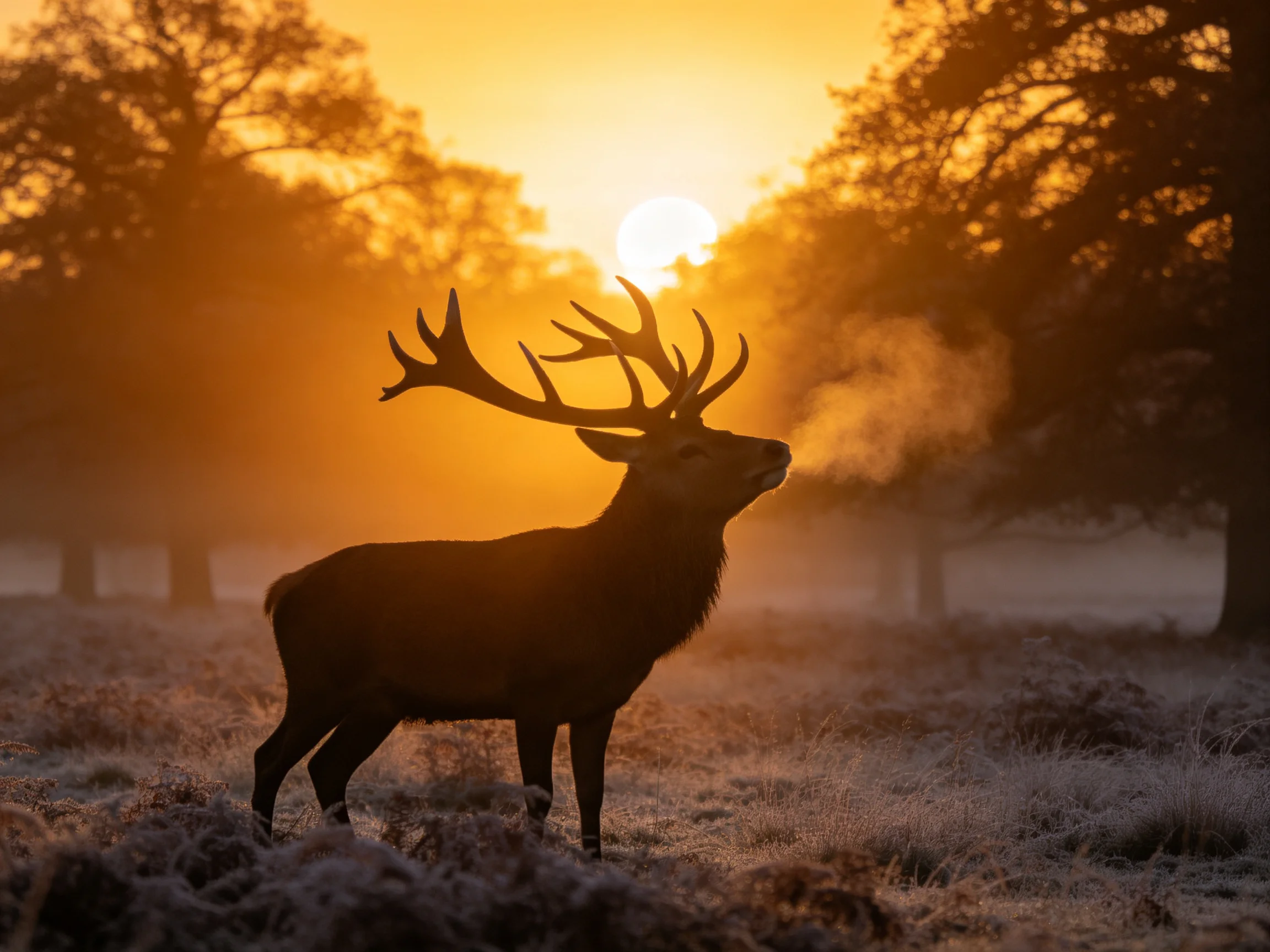 A silhouetted stag stands in a misty forest as golden sunrise illuminates the scene.