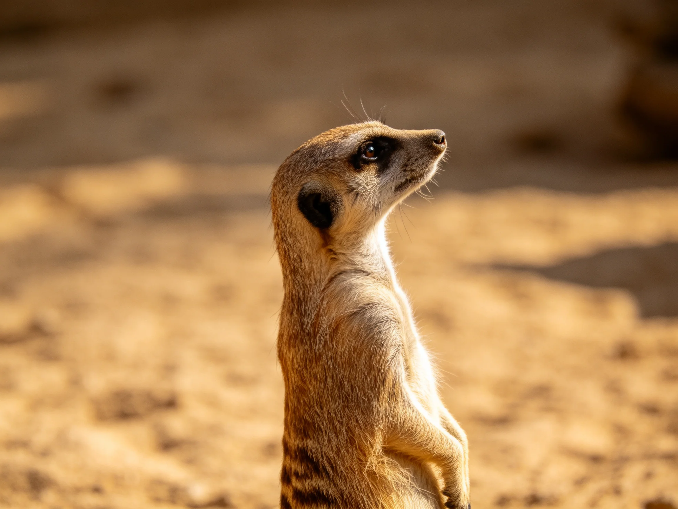 Single vigilant meerkat stands watch in sunlit sandy terrain