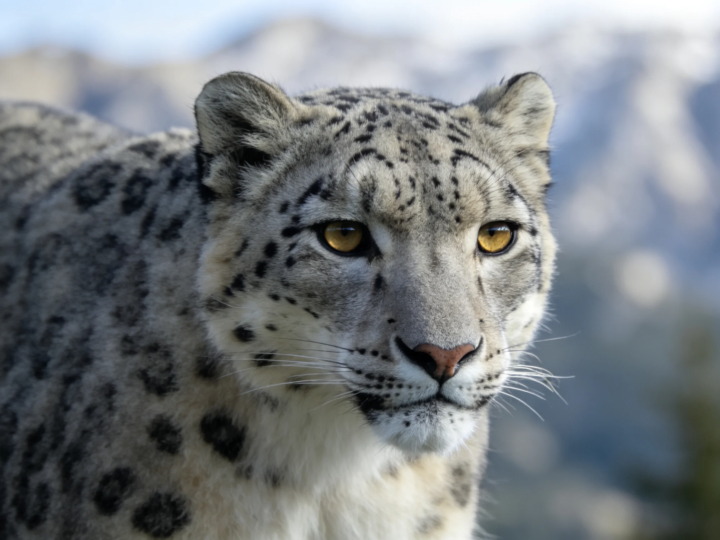A snow leopard with spotted fur stands before a mountainous backdrop.