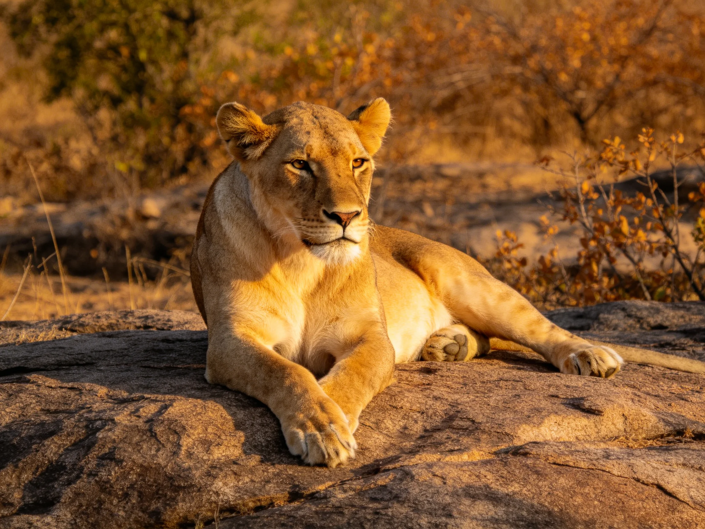 Tawny lioness lounges on a large rock in sunlit savannah