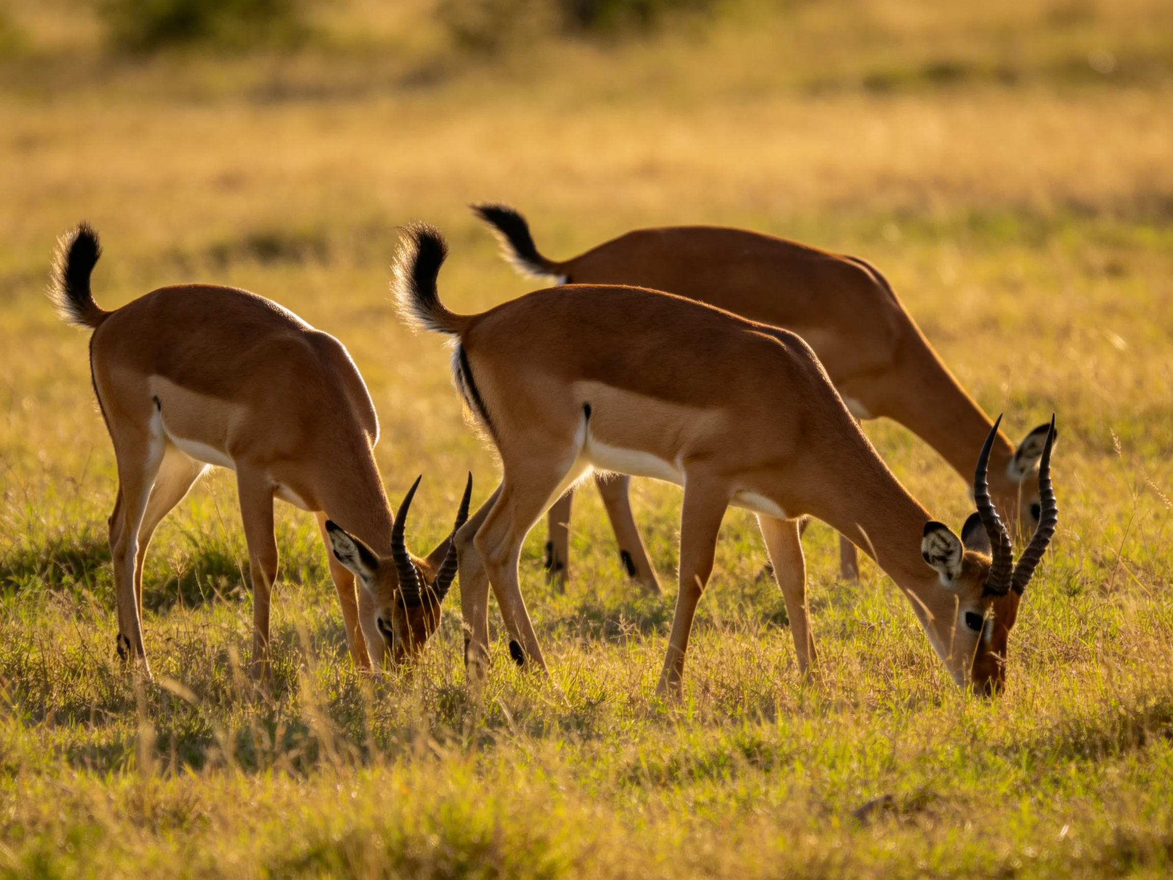 Three antelopes graze together in a sunlit grassy landscape.